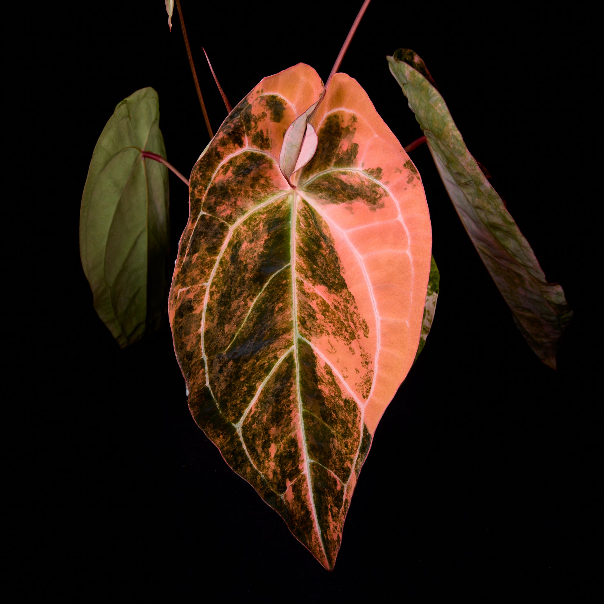 Anthurium (Kaiser x Ace of spades) x Phoenix