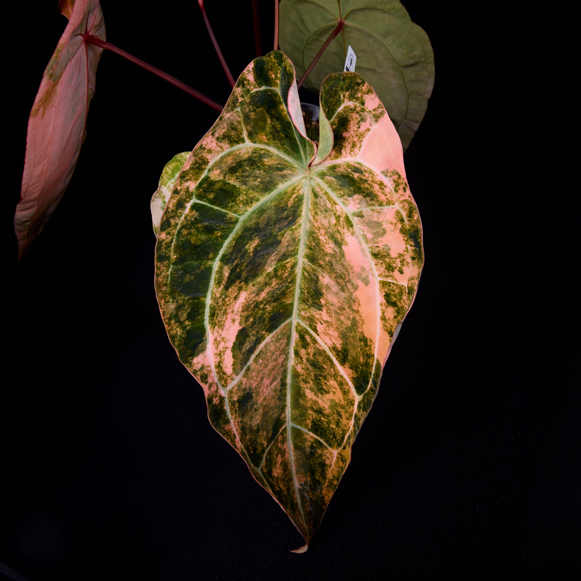 Anthurium (Kaiser x Ace of spades) x Phoenix