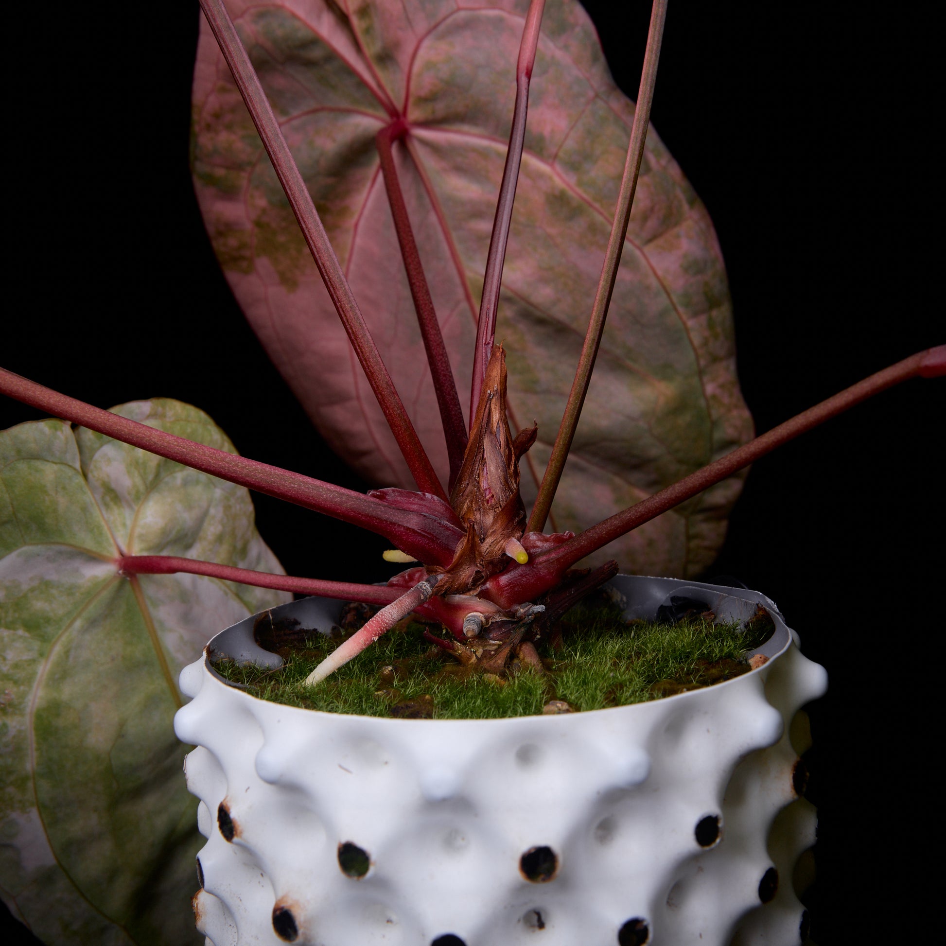 Anthurium (Kaiser x Ace of spades) x Phoenix