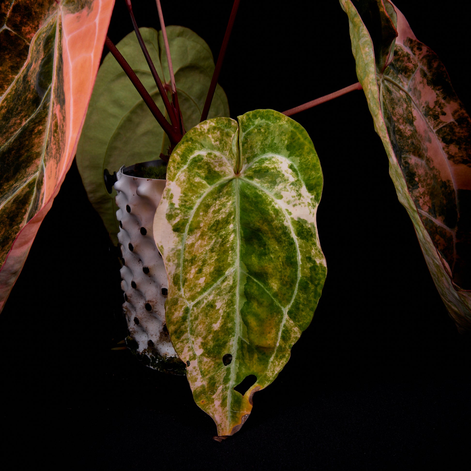 Anthurium (Kaiser x Ace of spades) x Phoenix