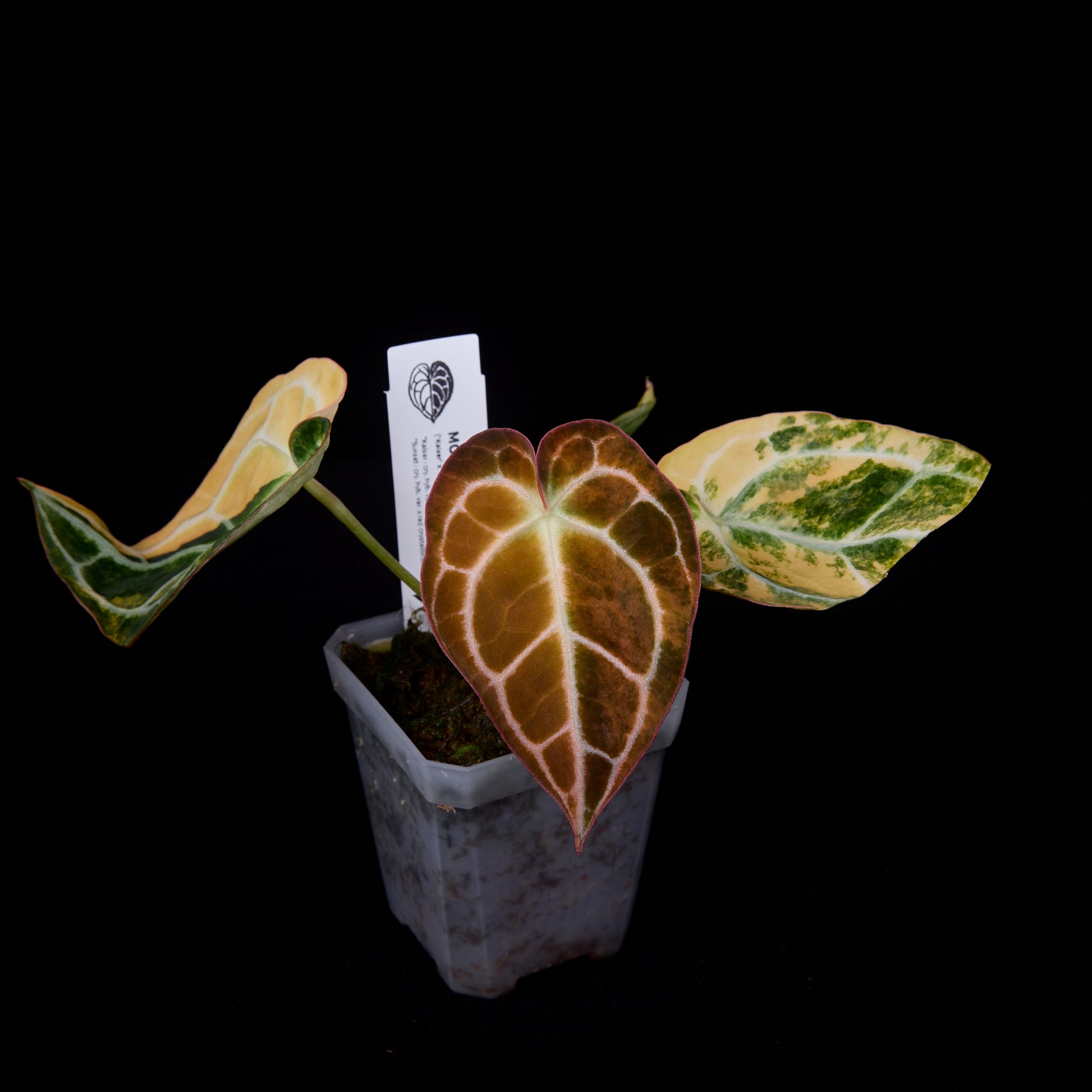 Anthurium (Kaiser x Sunset) x Sunset Seedlings