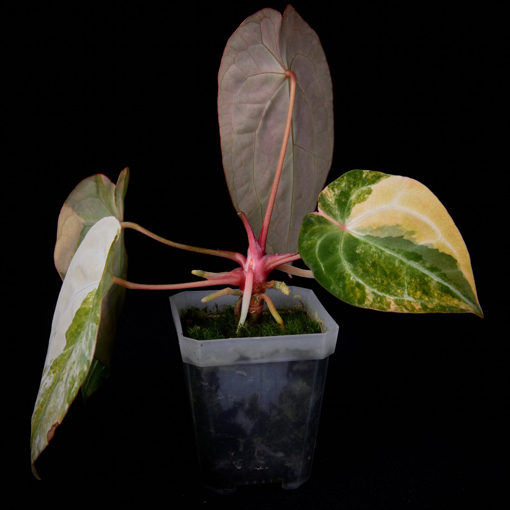 Anthurium (Sunset x mag) x forgetii seedlings