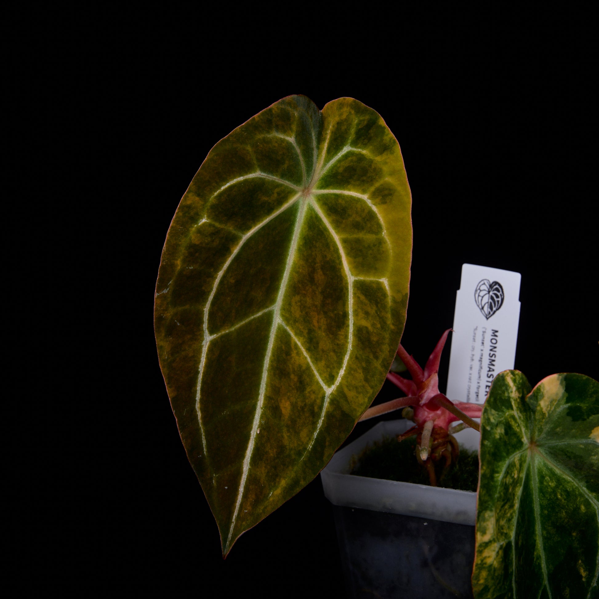 Anthurium (Sunset x mag) x forgetii seedlings