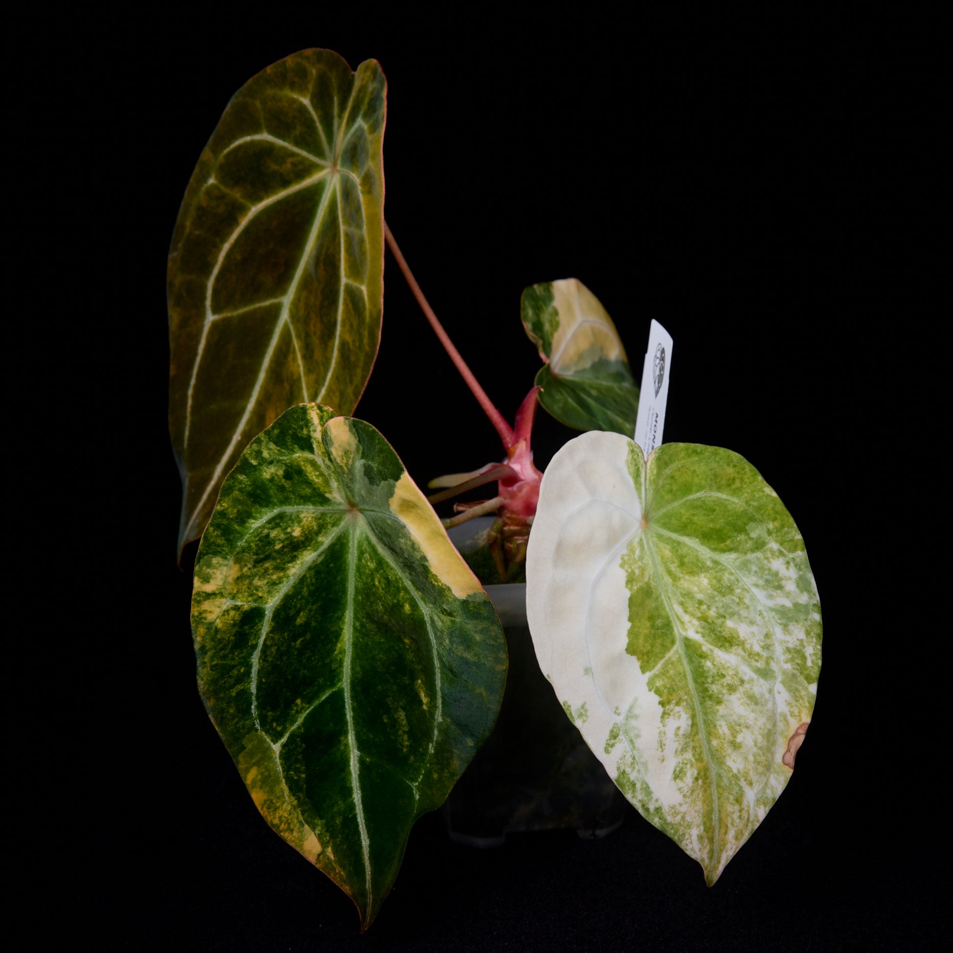 Anthurium (Sunset x mag) x forgetii seedlings