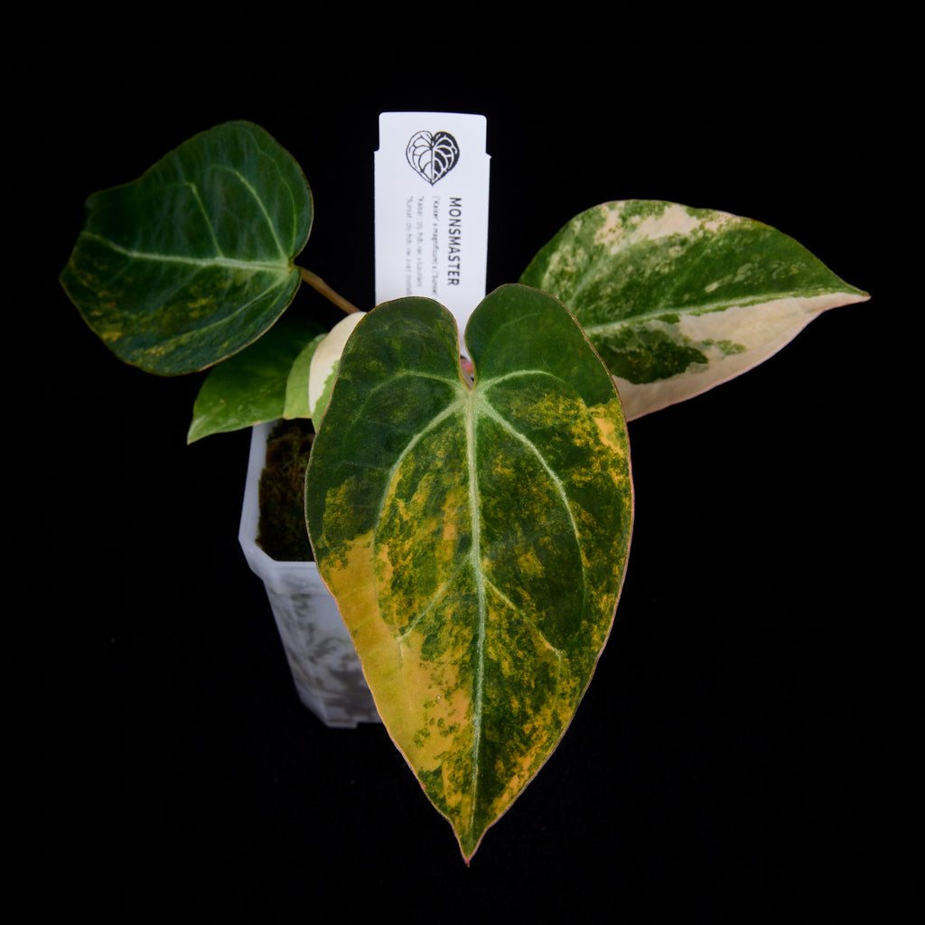 dracaena reflexa care Dracaena 'Anita'
