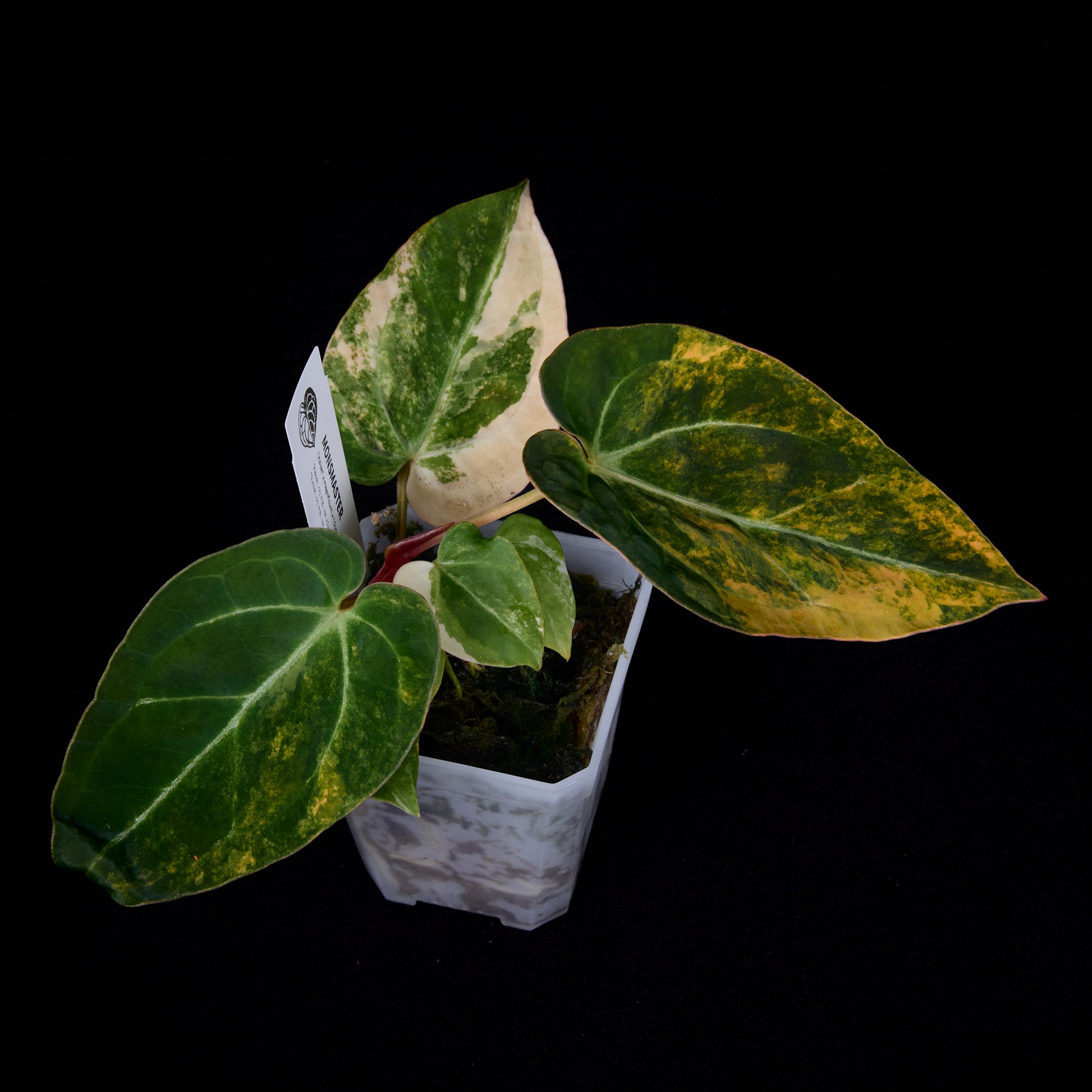 Anthurium (Kaiser x mag) x (Sunset x hoffmannii) seedlings (Two in one)