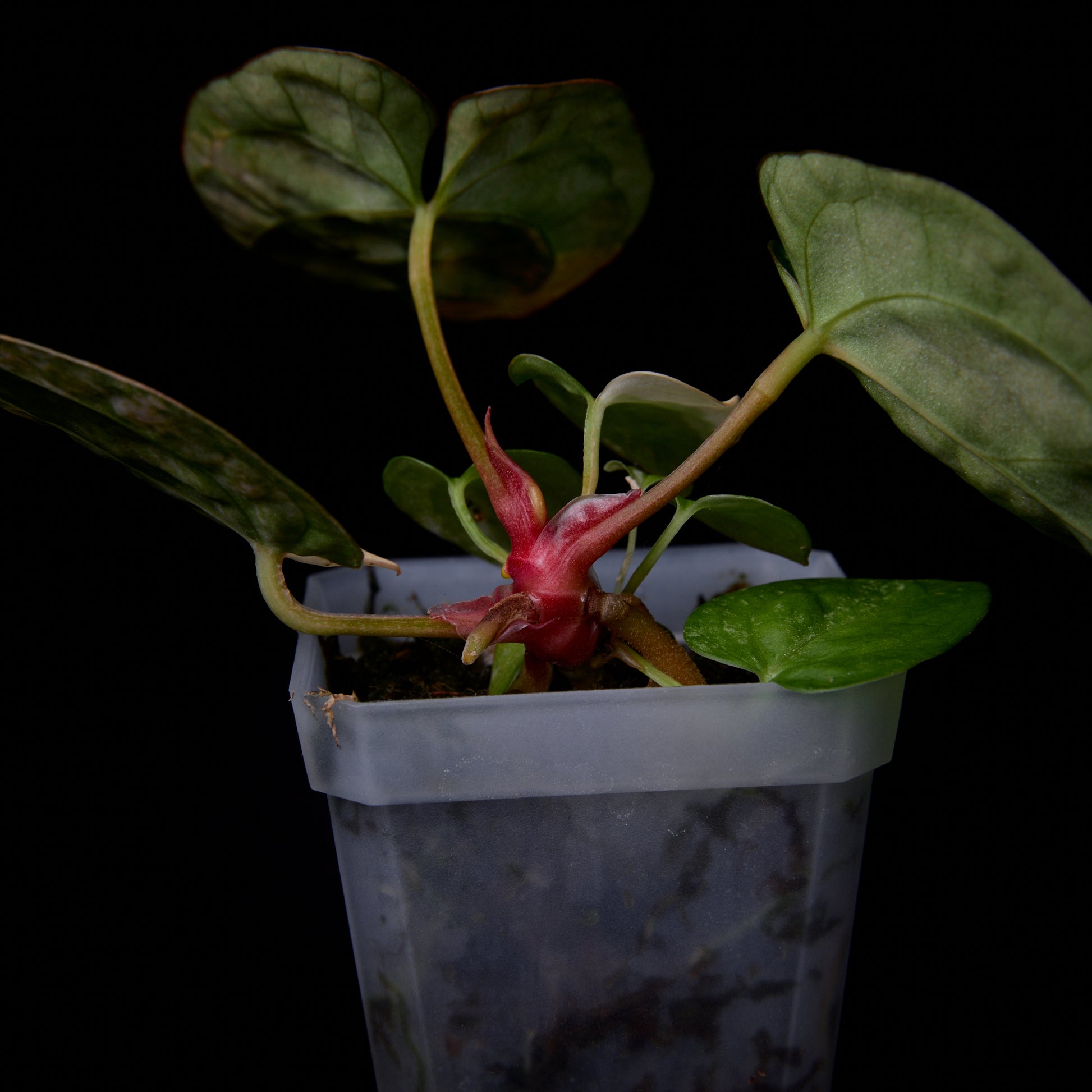 Anthurium (Kaiser x mag) x (Sunset x hoffmannii) seedlings (Two in one)
