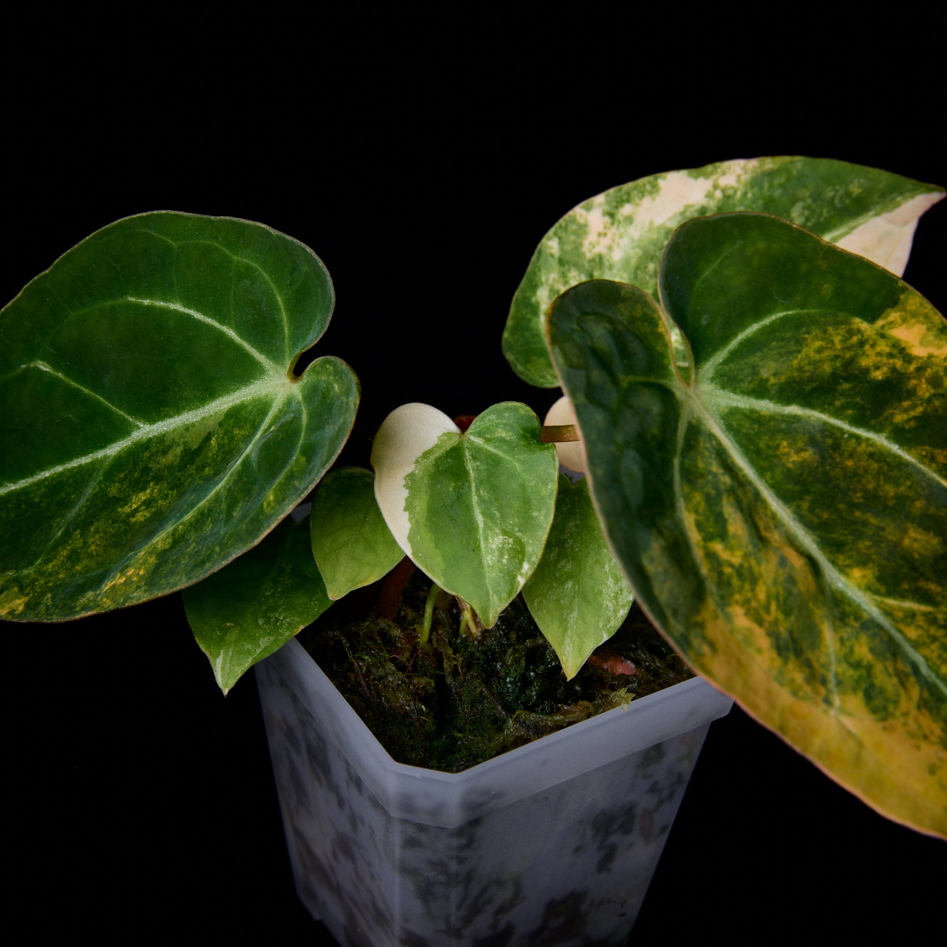 anthurium mag Anthurium (Kaiser x mag) x (Sunset x hoffmannii) seedlings (Two in one)