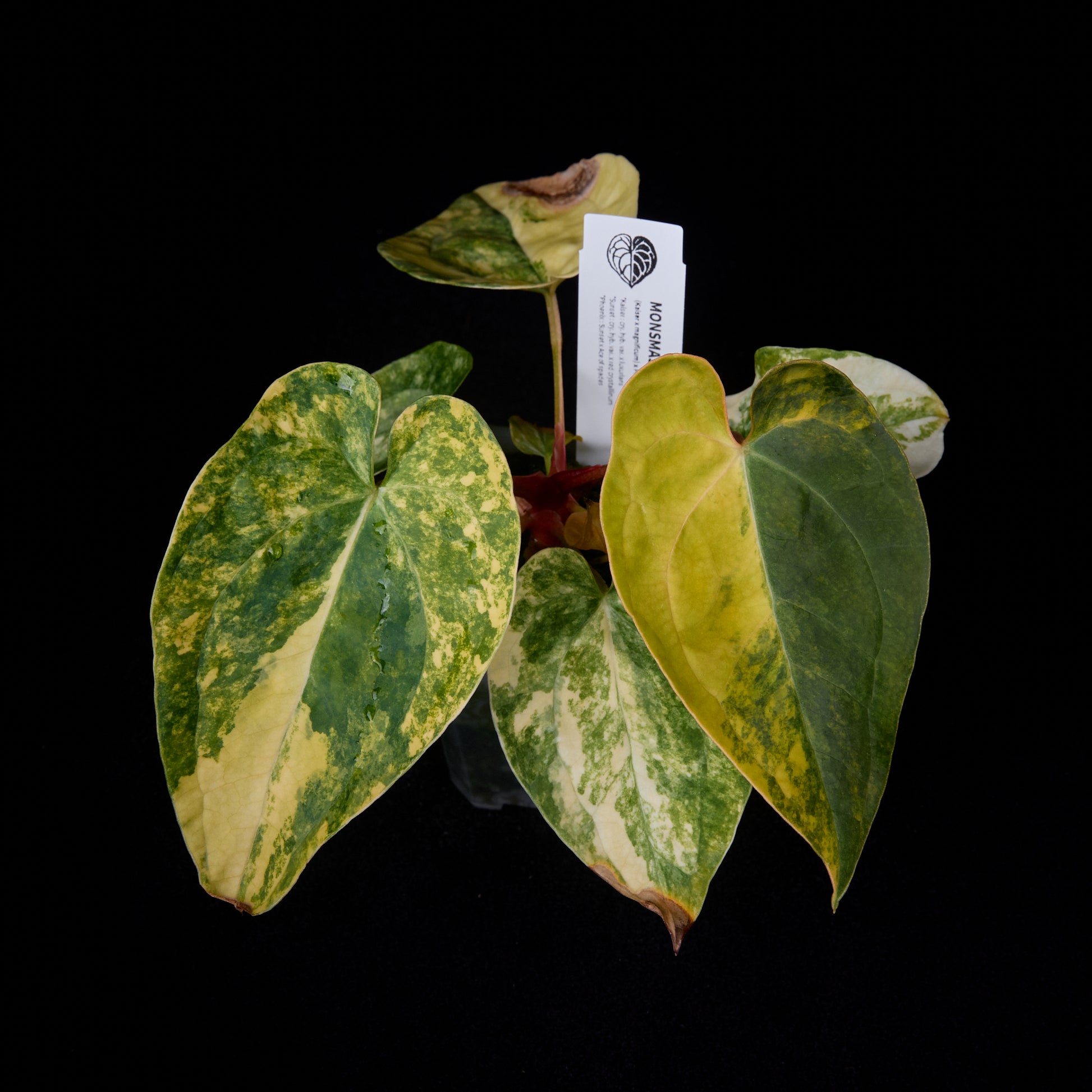 Anthurium (Kaiser x mag) x Phoenix seedlings