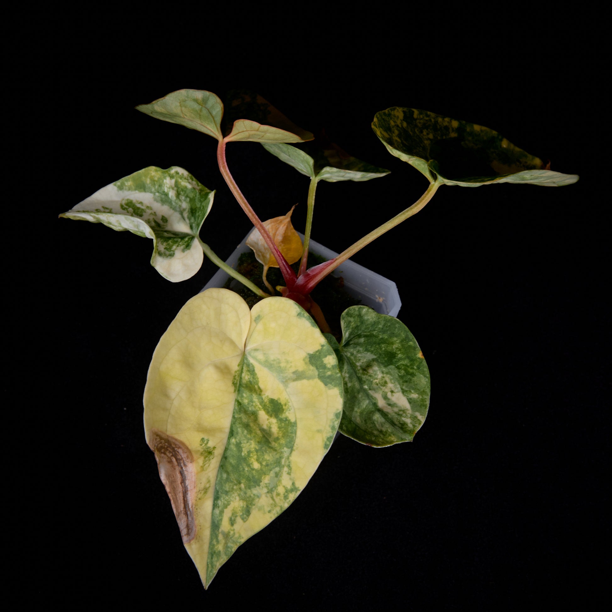 Anthurium (Kaiser x mag) x Phoenix seedlings