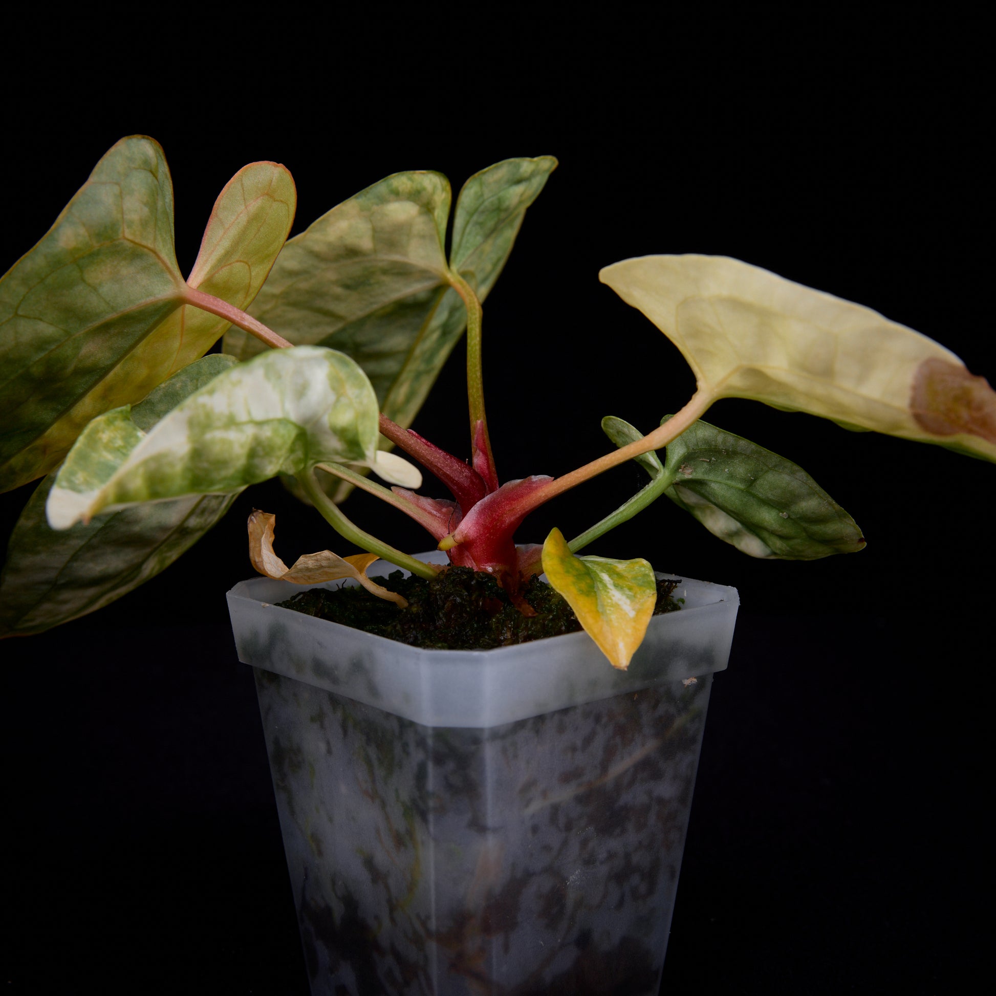 Anthurium (Kaiser x mag) x Phoenix seedlings