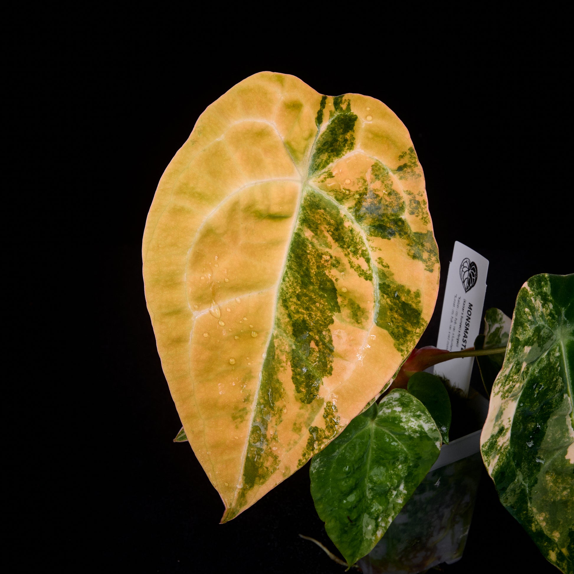 Anthurium (Kaiser x Sunset) x forgetii seedlings