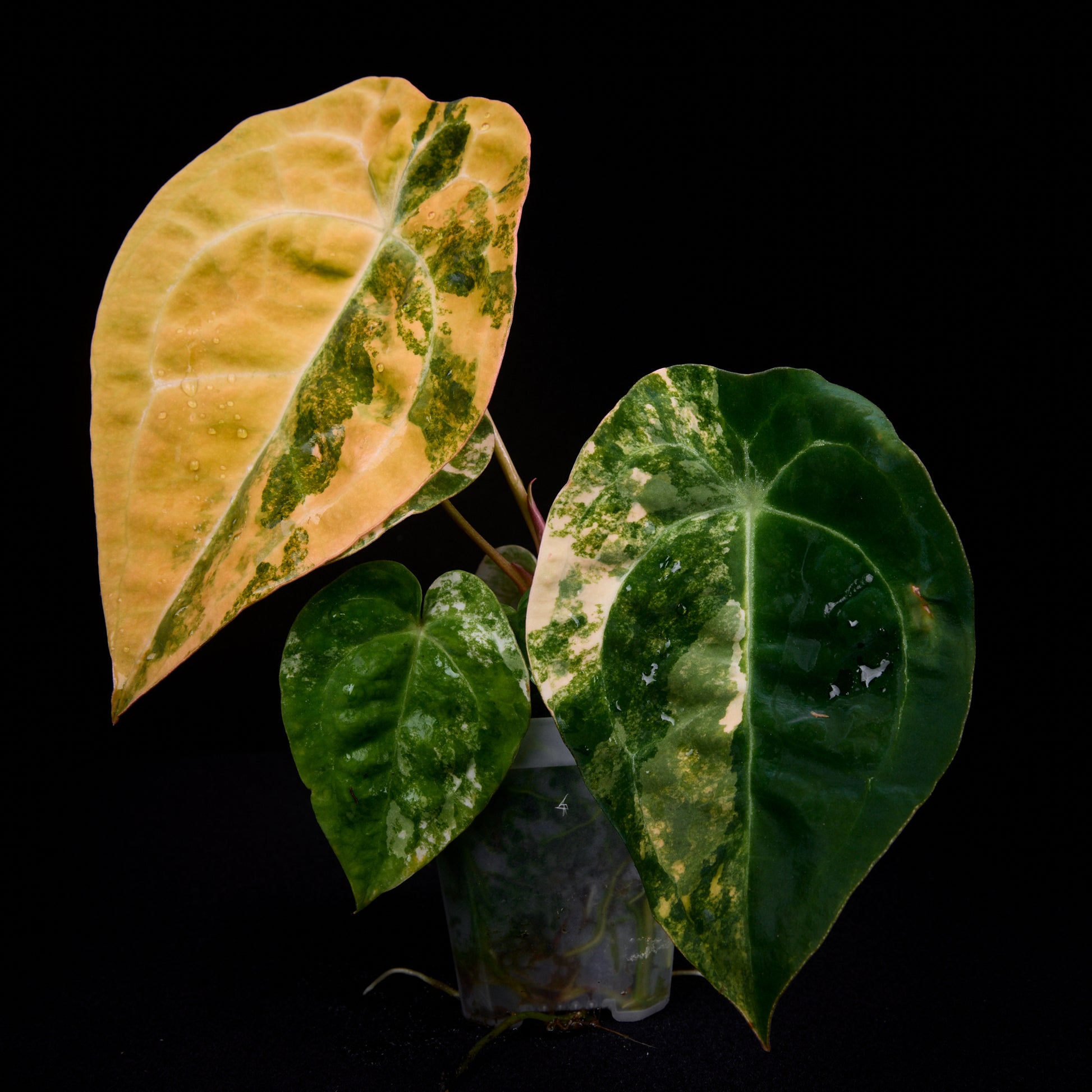 Anthurium (Kaiser x Sunset) x forgetii seedlings