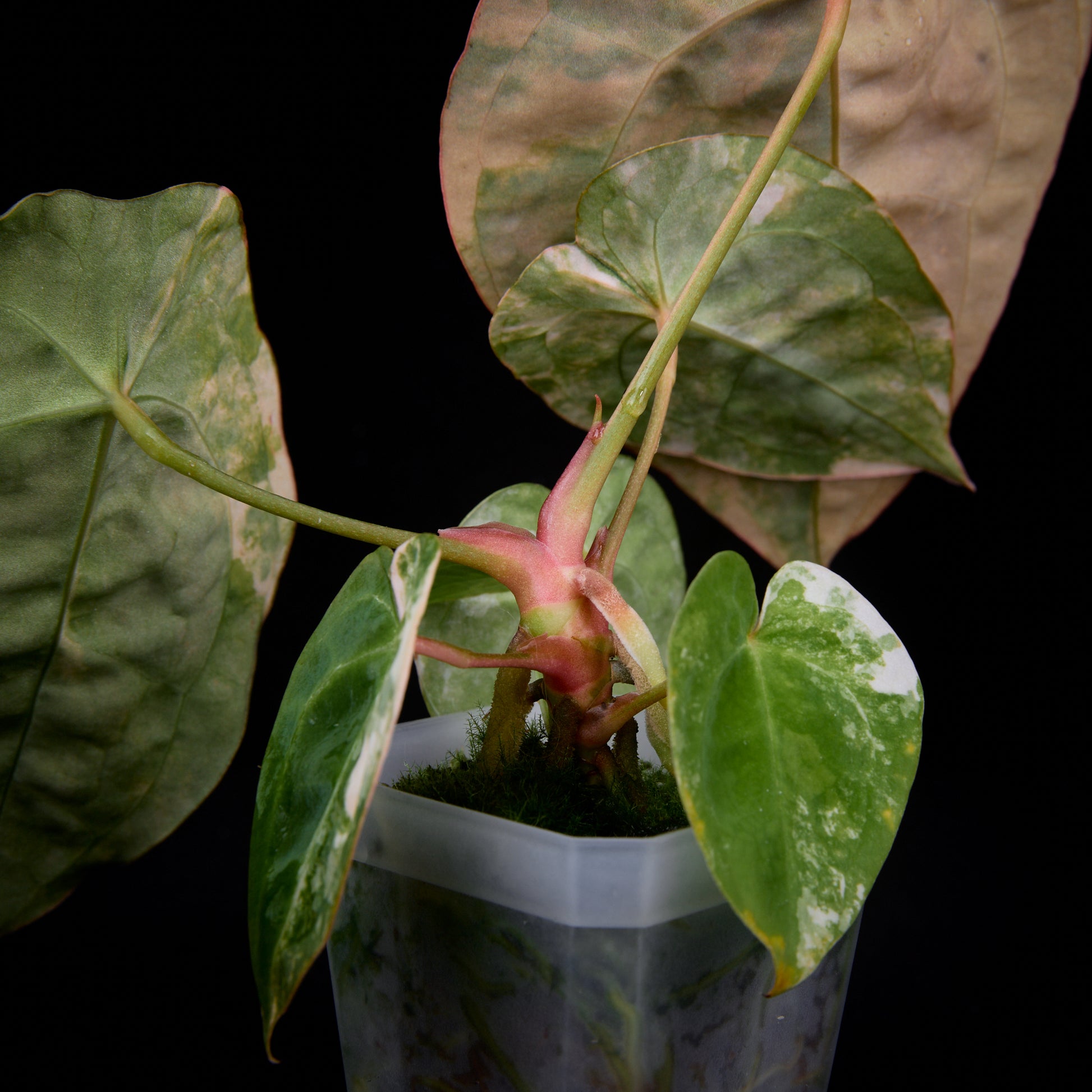 Anthurium (Kaiser x Sunset) x forgetii seedlings