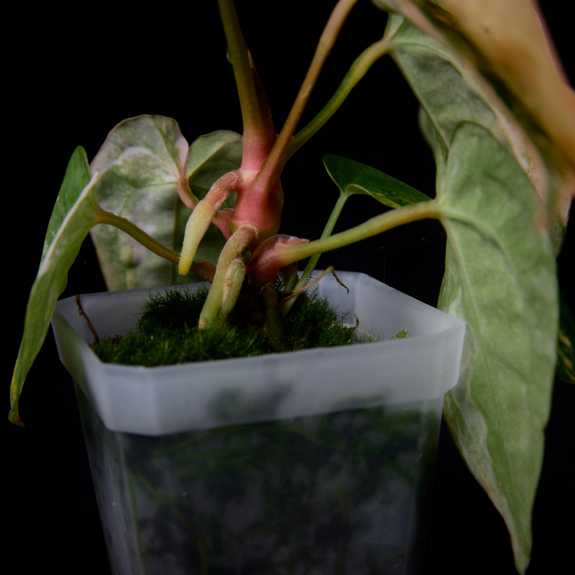 Anthurium (Kaiser x Sunset) x forgetii seedlings