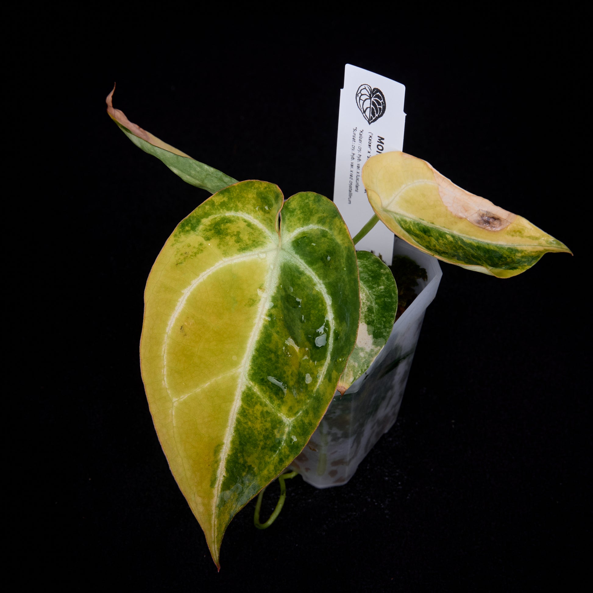 Anthurium (Kaiser x Sunset) x Sunset Seedlings