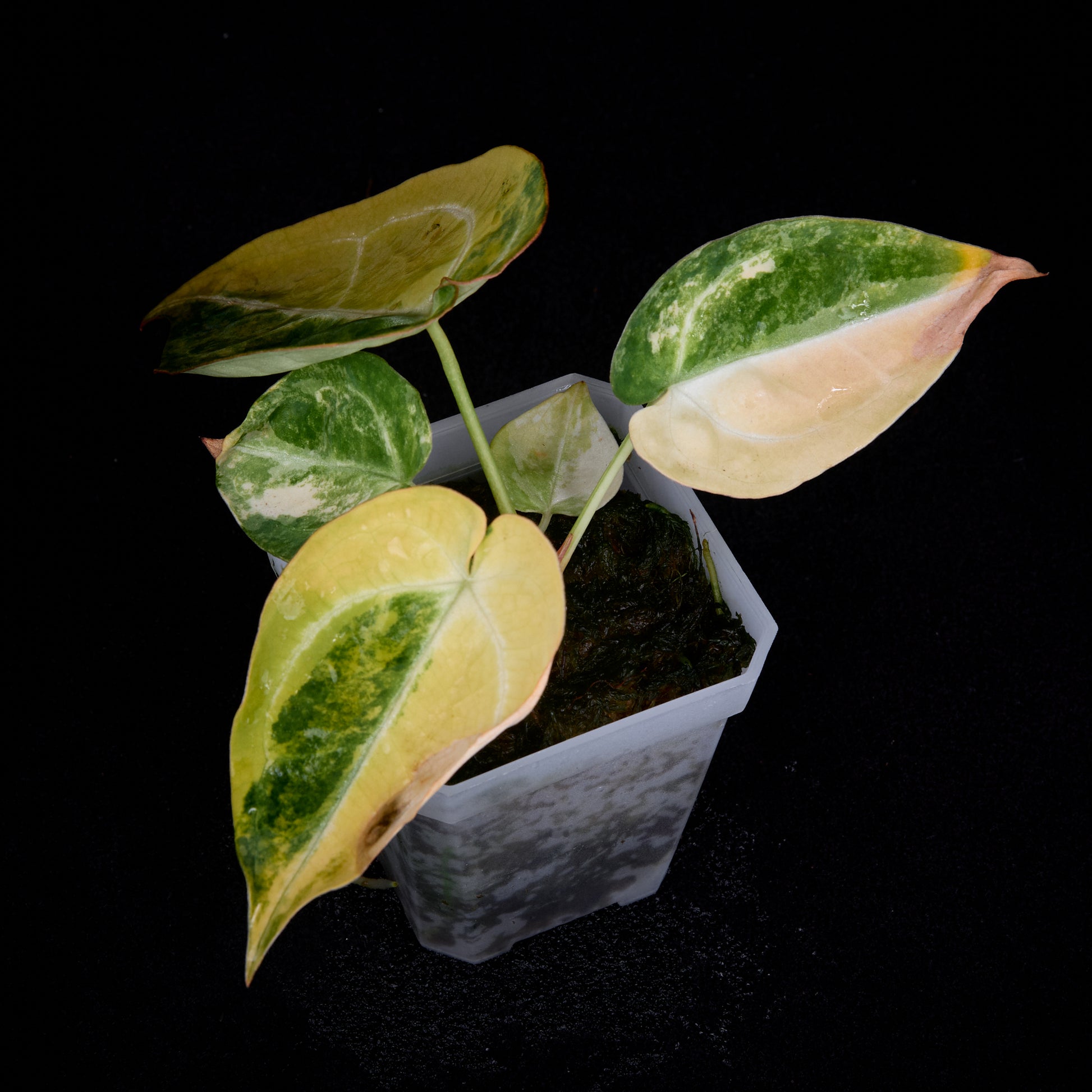 Anthurium (Kaiser x Sunset) x Sunset Seedlings