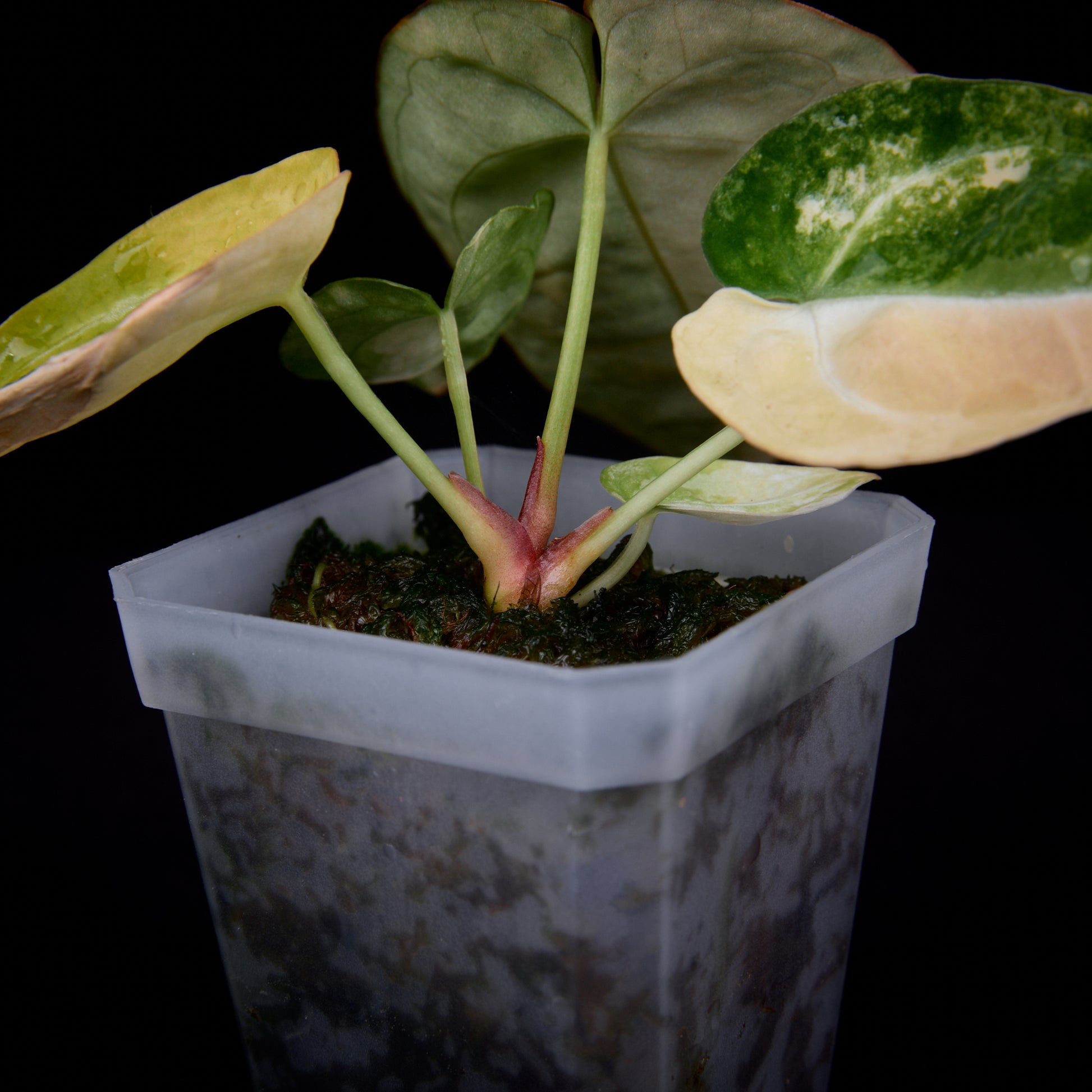 Anthurium (Kaiser x Sunset) x Sunset Seedlings