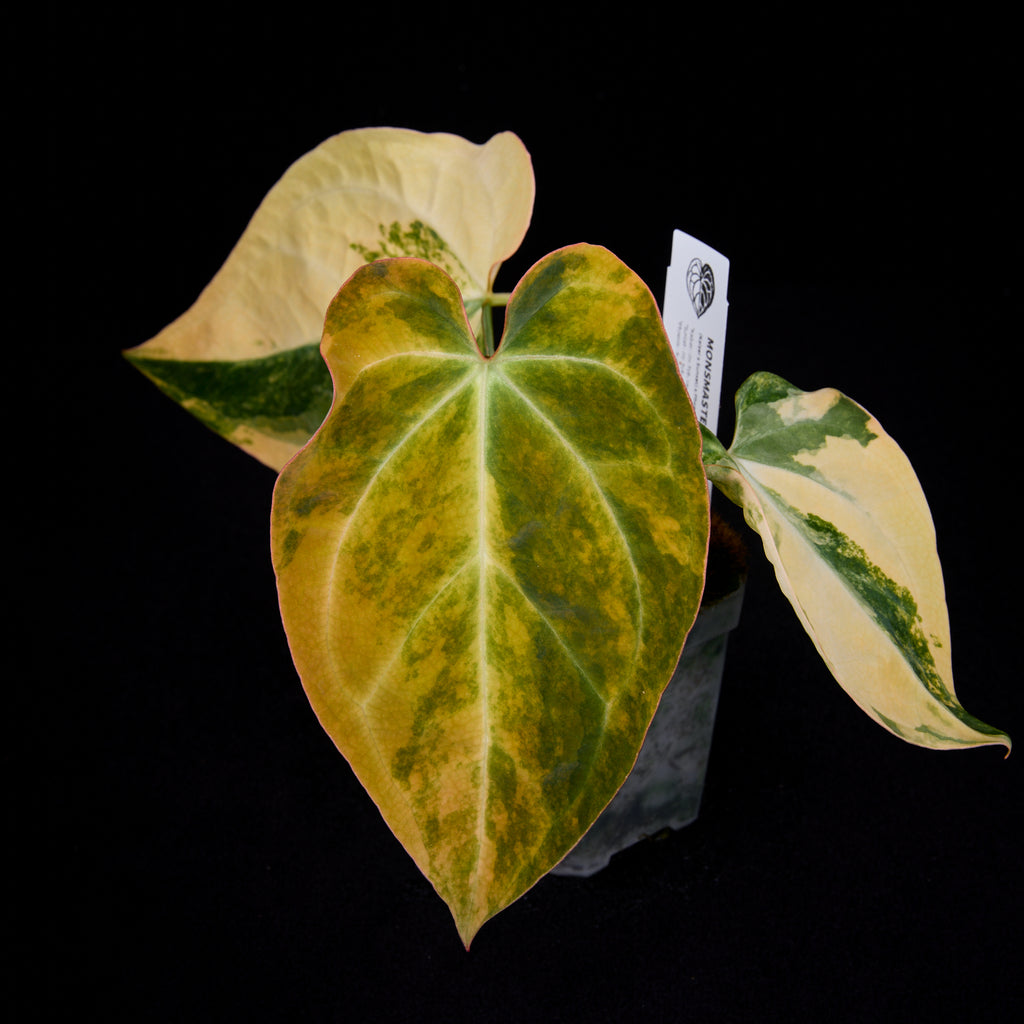 Anthurium (Kaiser x Sunset) x Phoenix seedlings