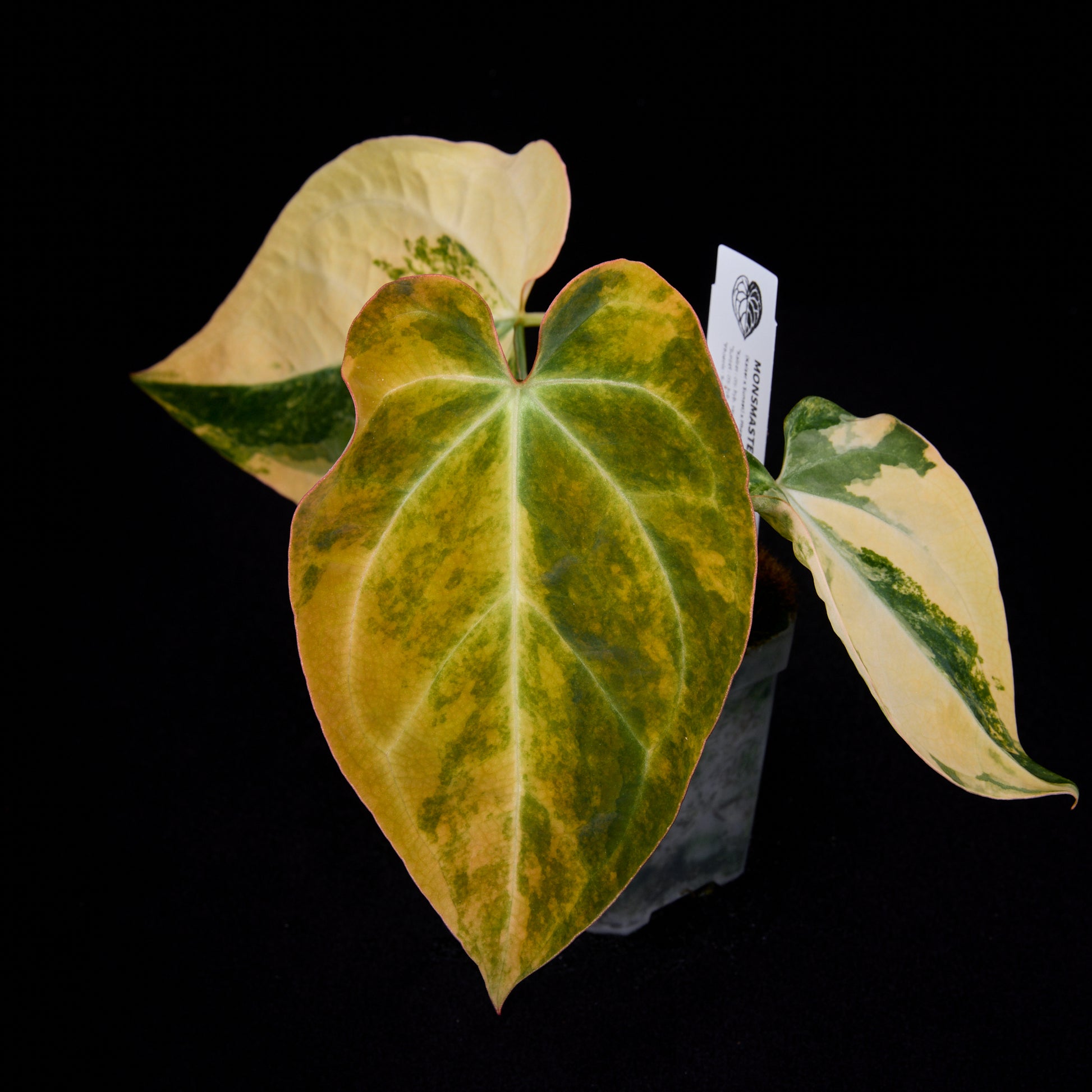 Anthurium (Kaiser x Sunset) x Phoenix seedlings