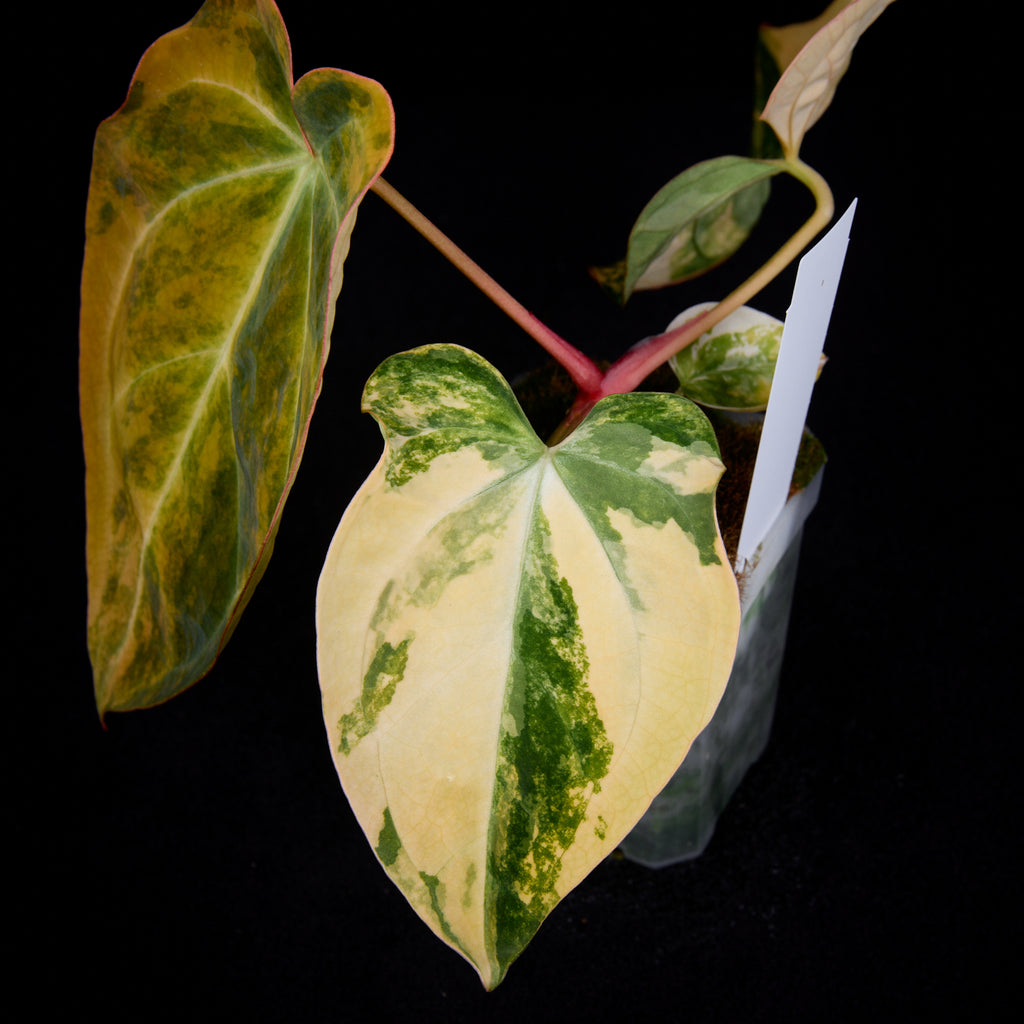Anthurium (Kaiser x Sunset) x Phoenix seedlings