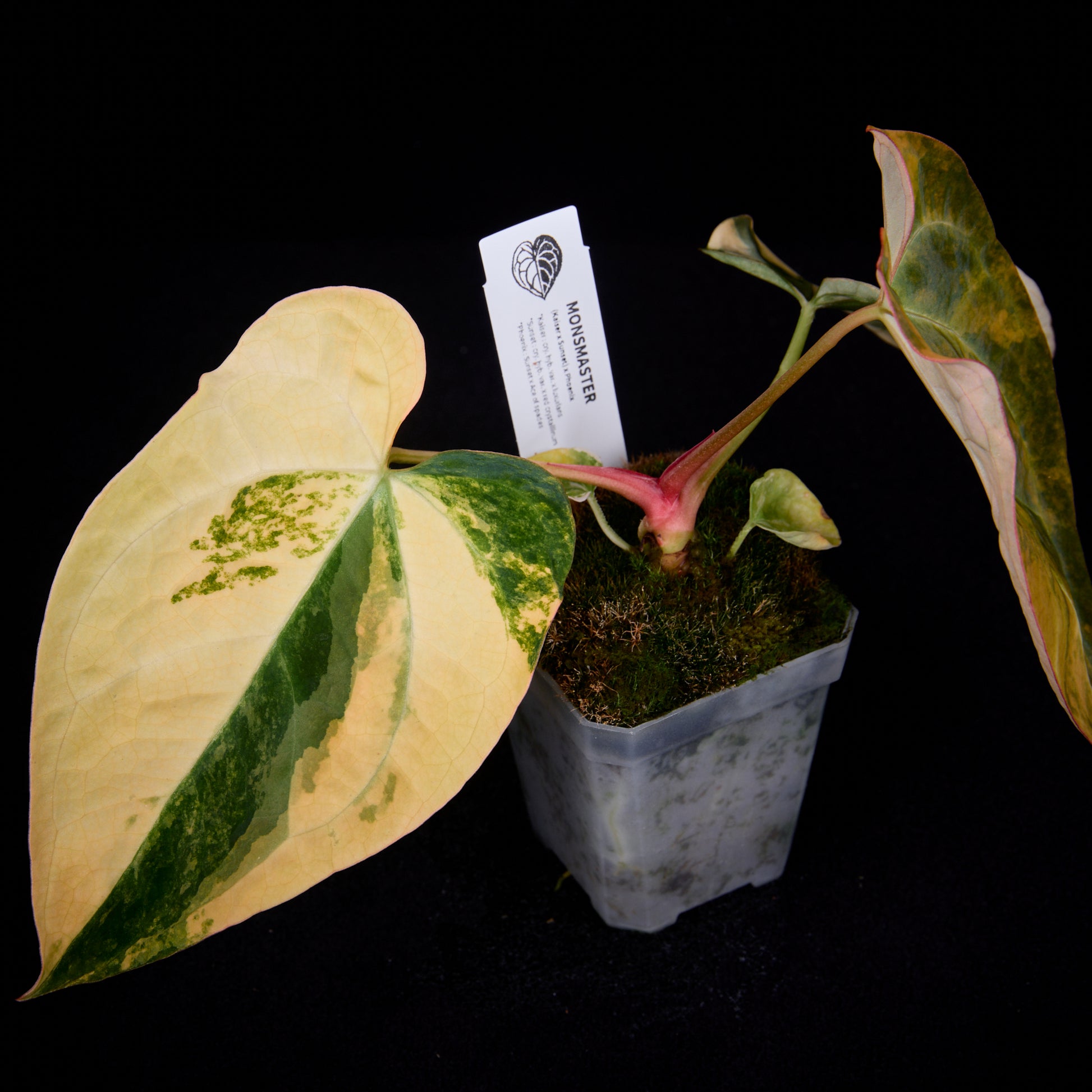 Anthurium (Kaiser x Sunset) x Phoenix seedlings