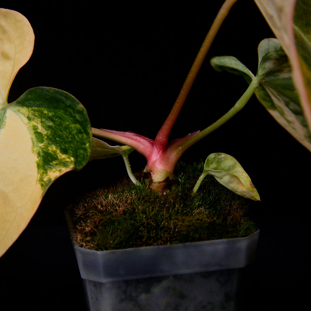 Anthurium (Kaiser x Sunset) x Phoenix seedlings