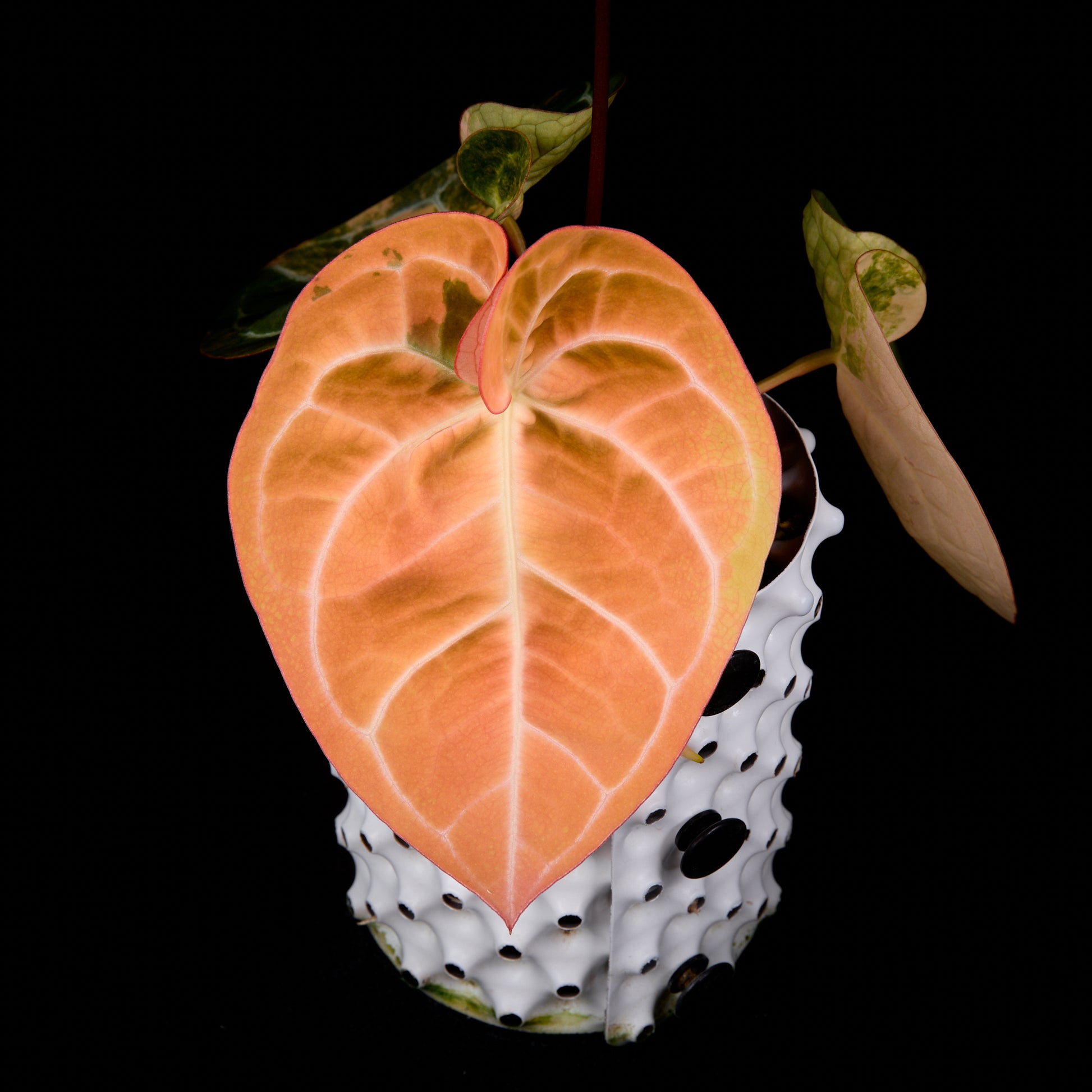 Anthurium Sunset x red crystallinum (Backcross)