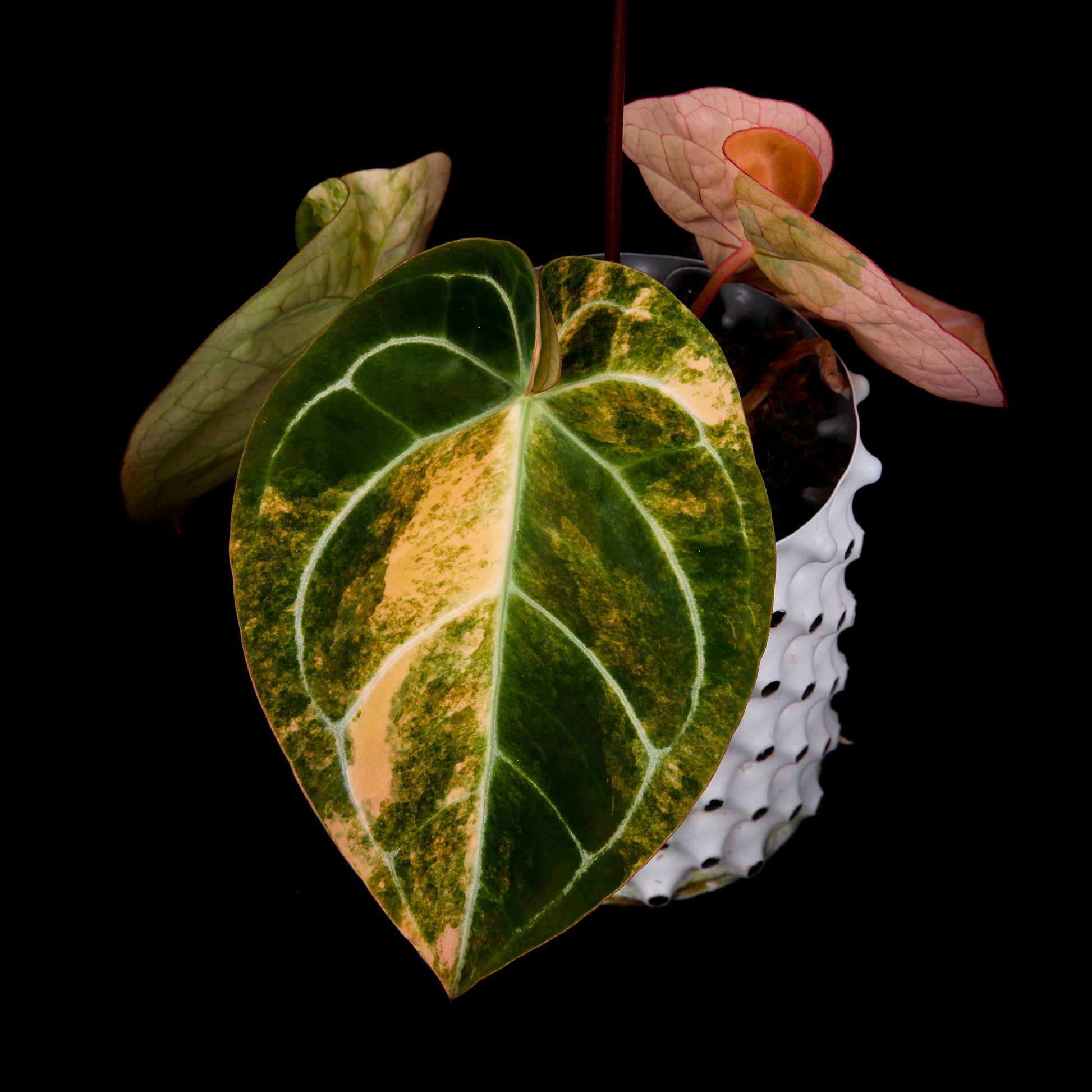 Anthurium Sunset x red crystallinum (Backcross)
