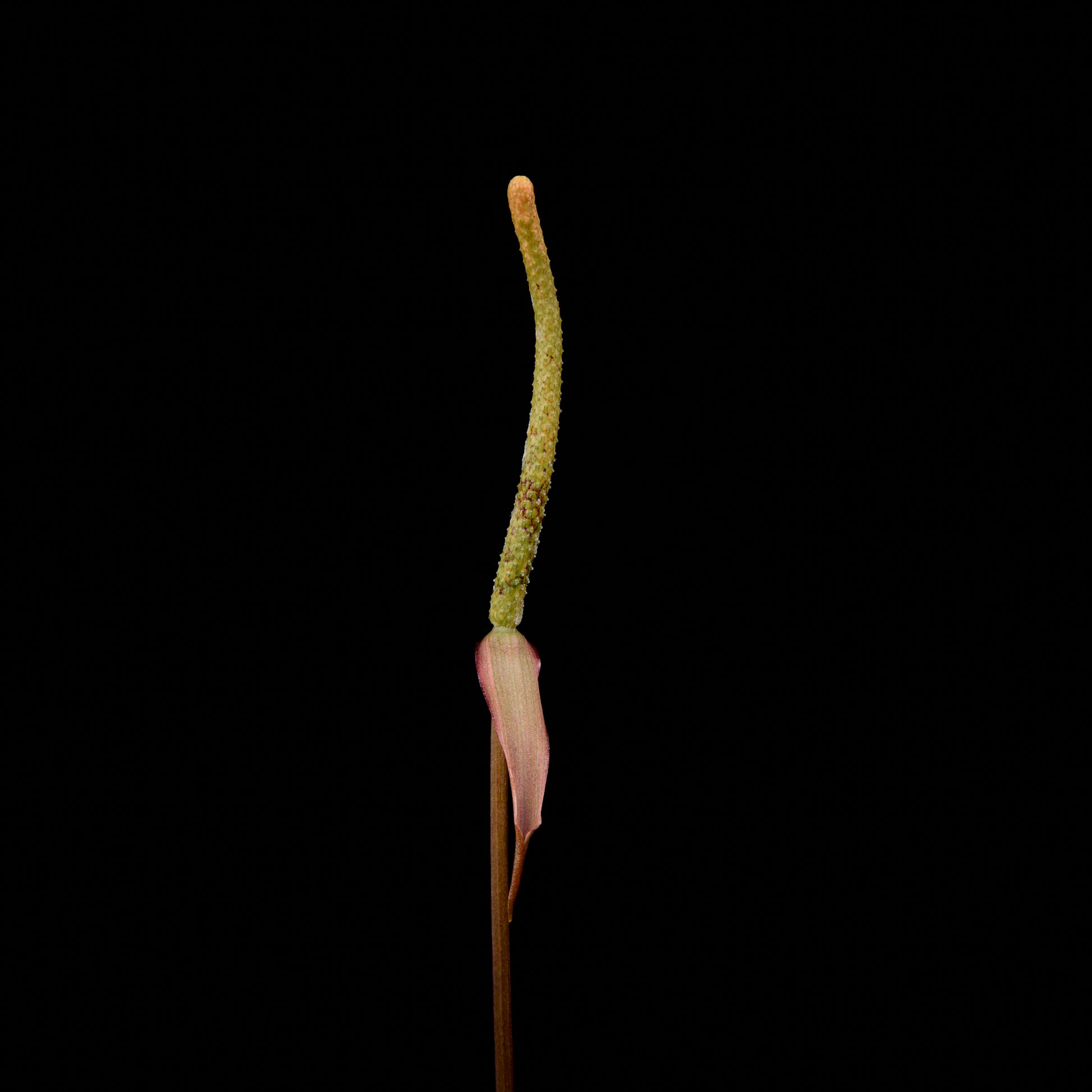 Anthurium Sunset x red crystallinum (Backcross)