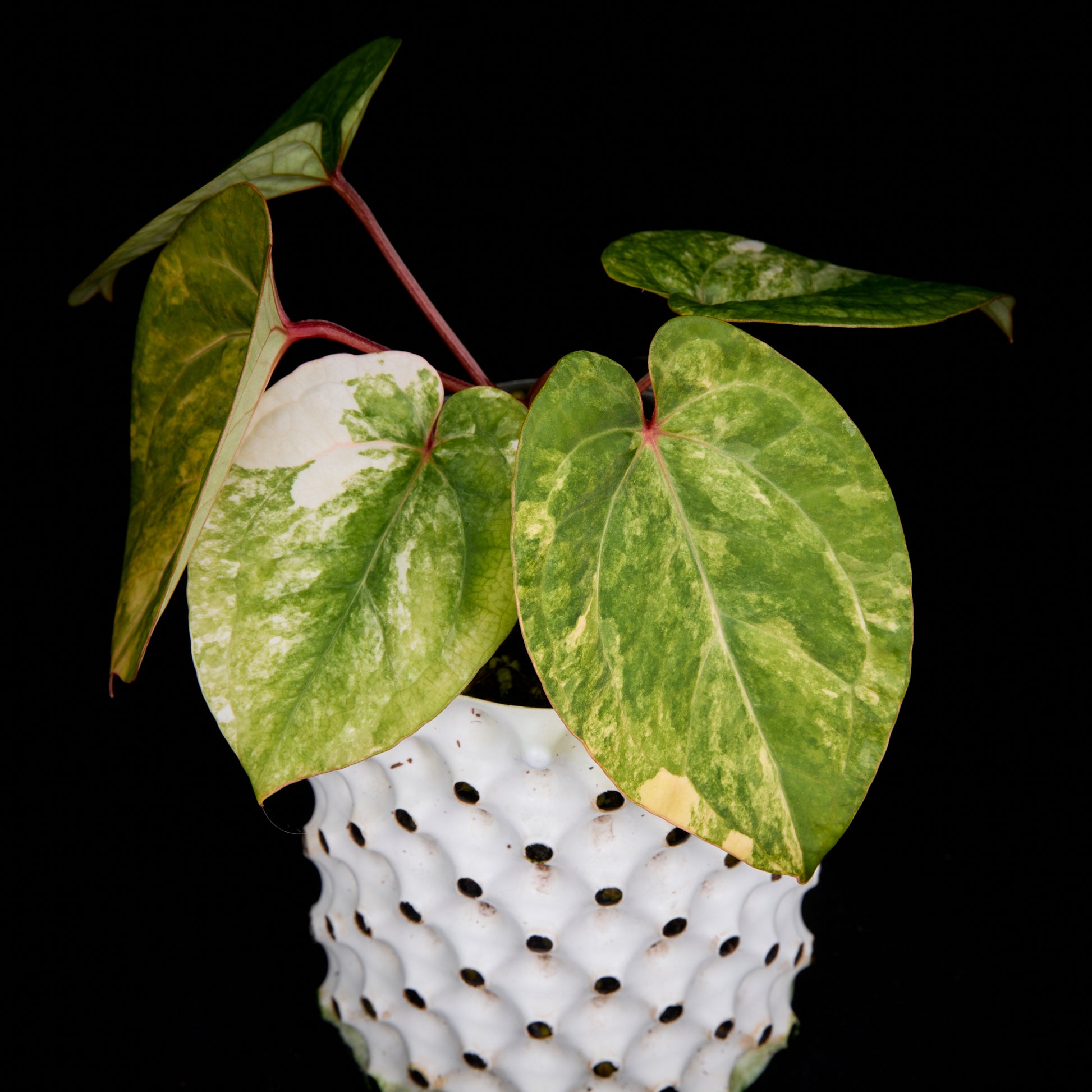 Anthurium (Kaiser x Sunset) x Phoenix