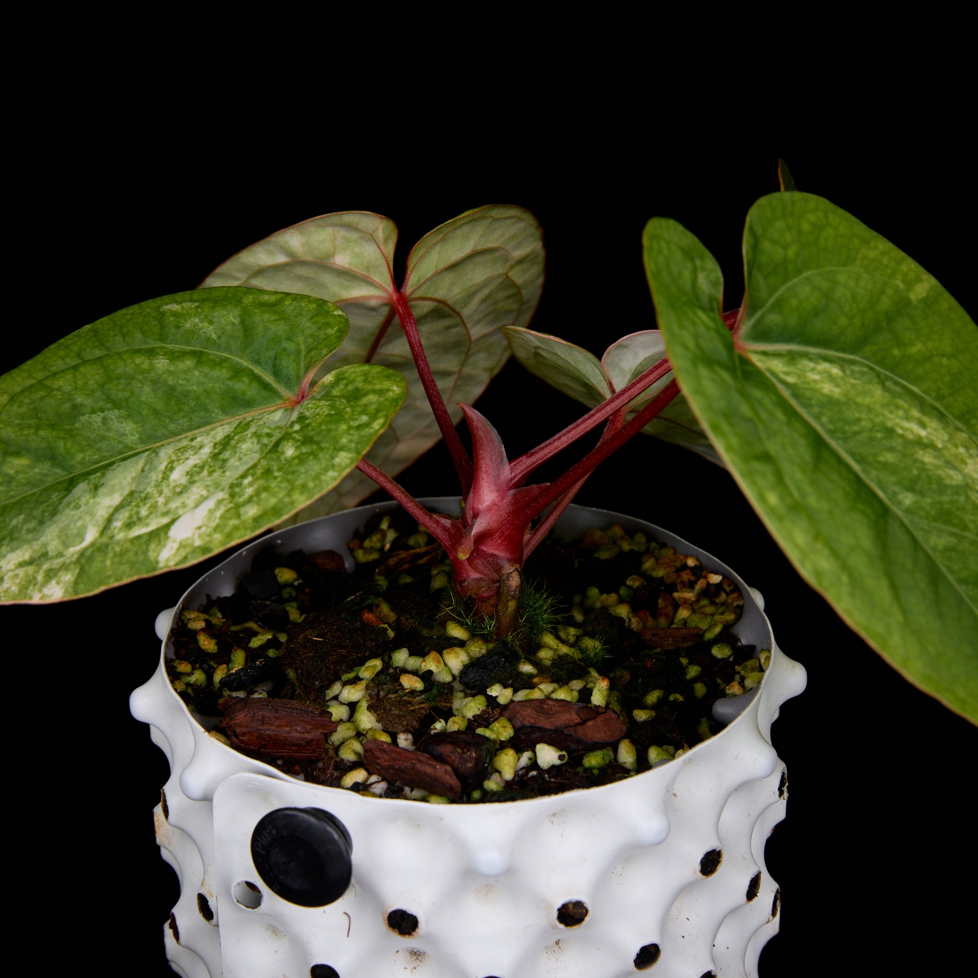Anthurium (Kaiser x Sunset) x Phoenix