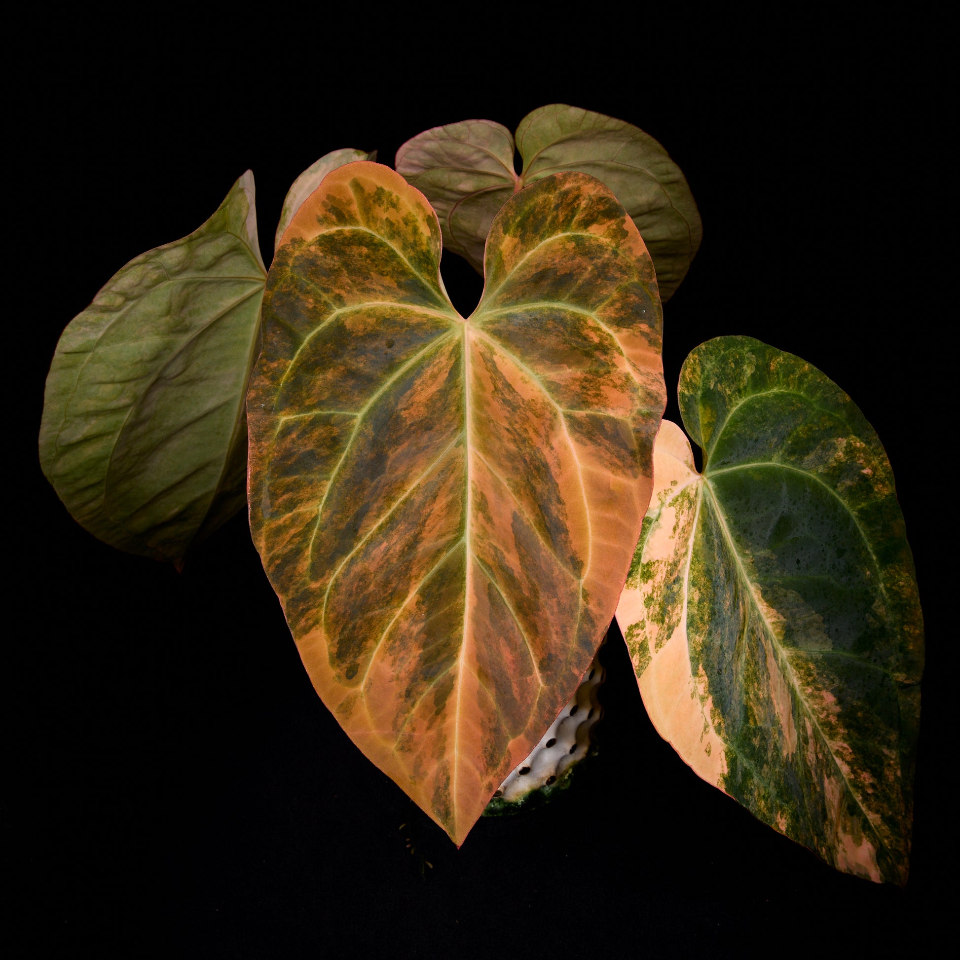 Anthurium (Kaiser x Sunset) x pap. var.