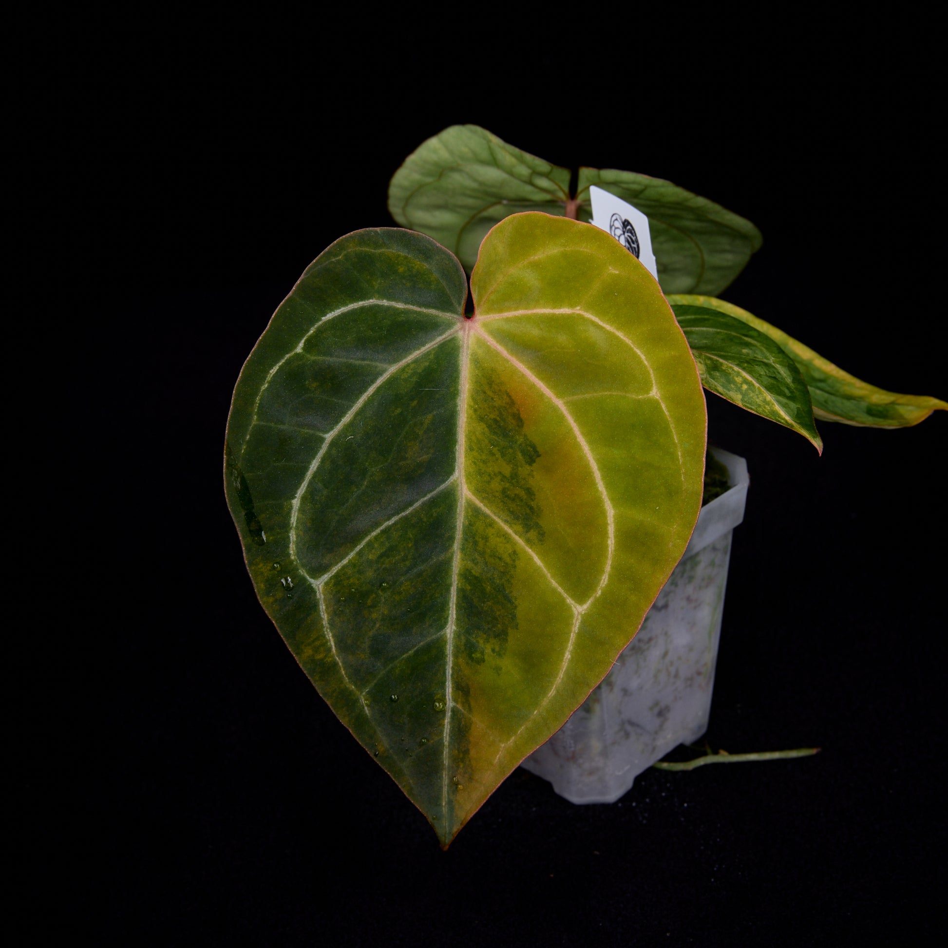 Anthurium (Kaiser x Sunset) x Phoenix seedlings