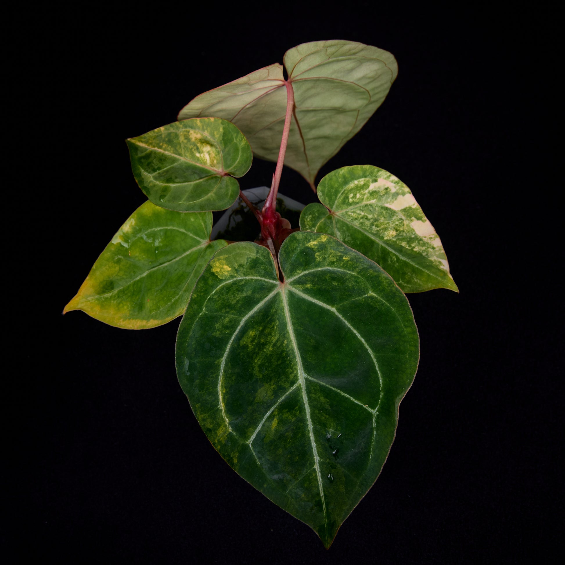 Anthurium (Kaiser x Sunset) x Phoenix seedlings