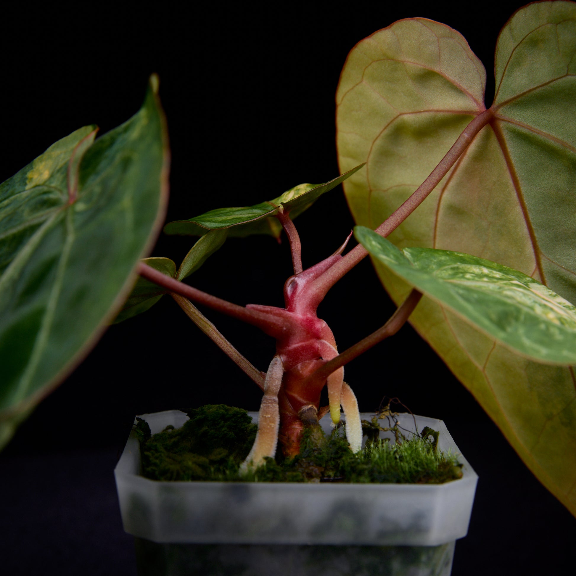 Anthurium (Kaiser x Sunset) x Phoenix seedlings