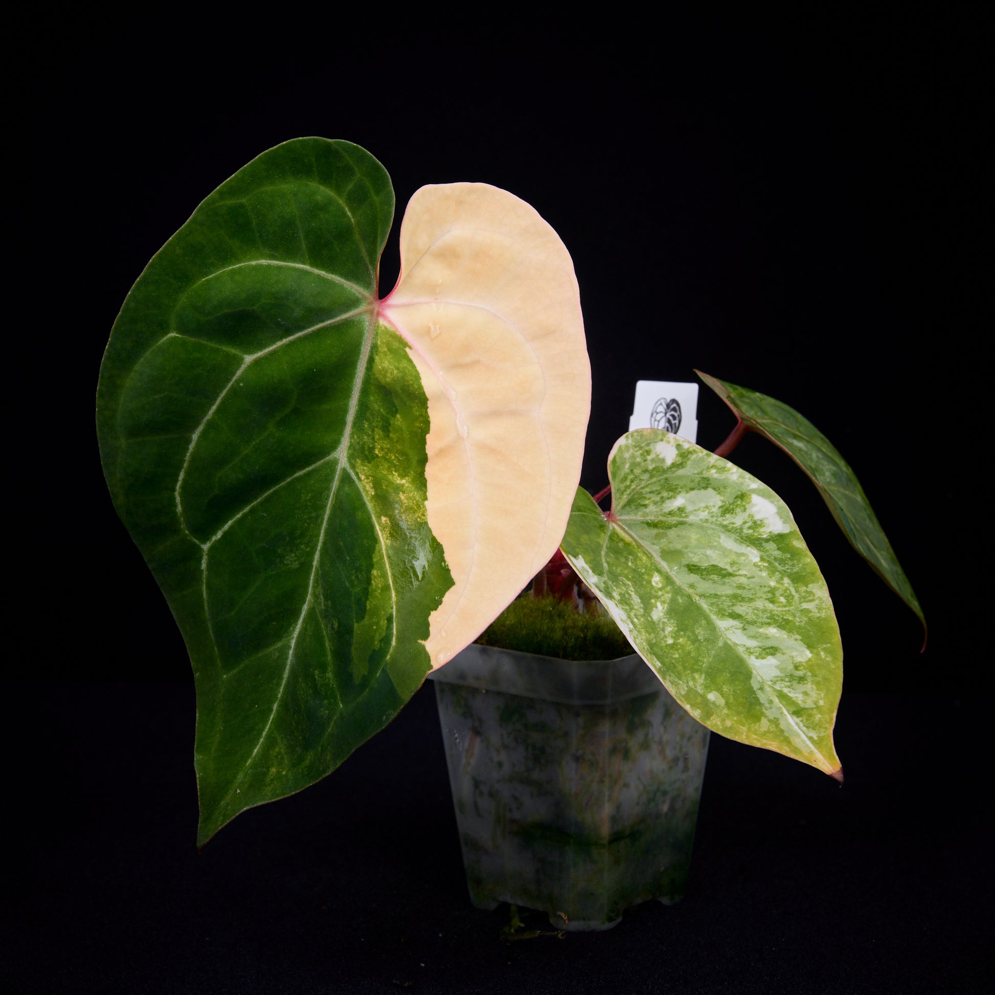 Anthurium (Kaiser x Sunset) x Phoenix seedlings