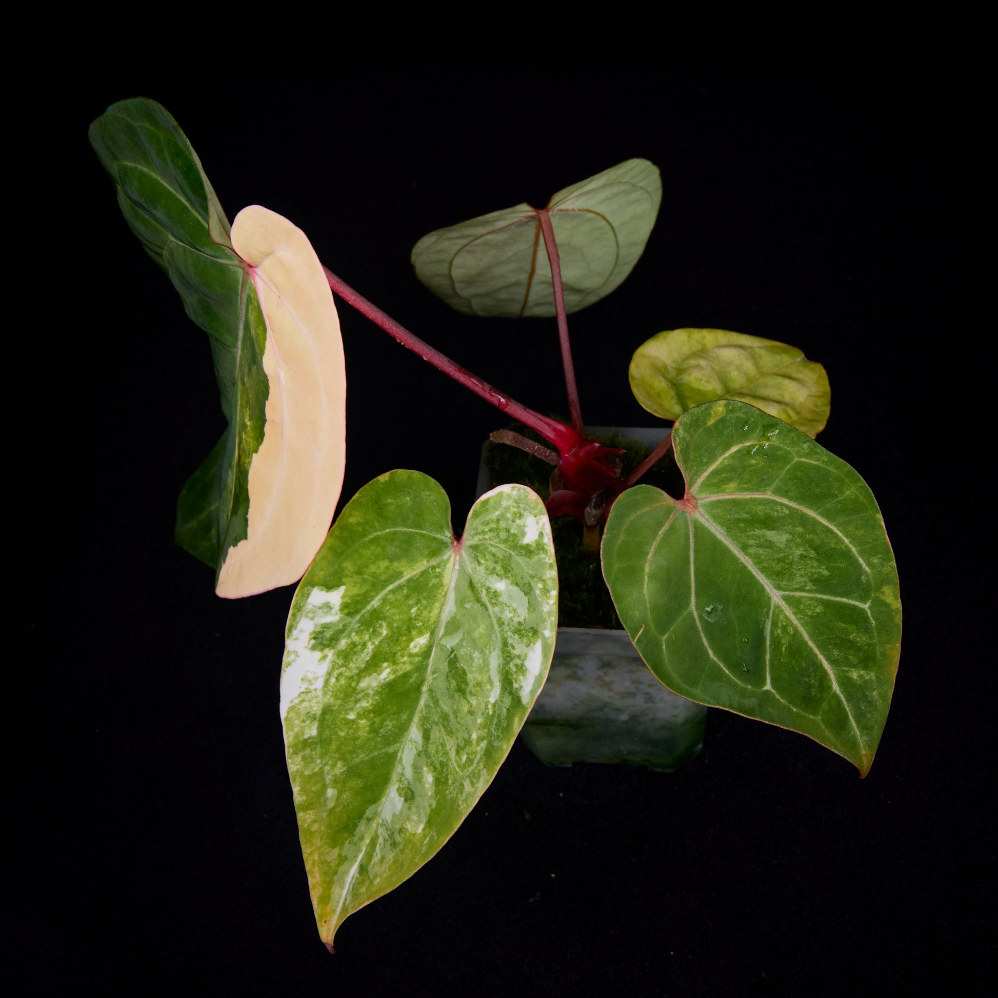 Anthurium (Kaiser x Sunset) x Phoenix seedlings