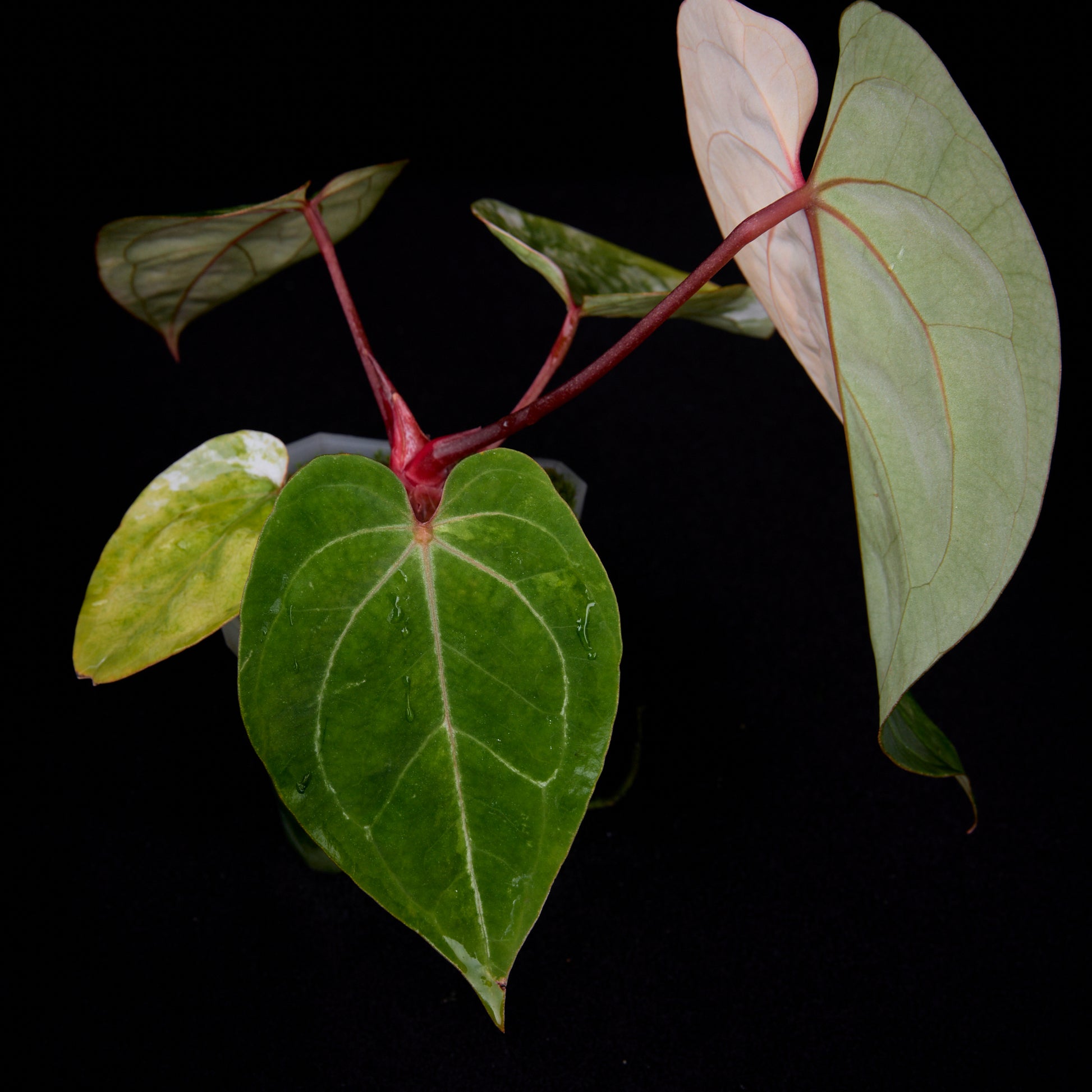 Anthurium (Kaiser x Sunset) x Phoenix seedlings