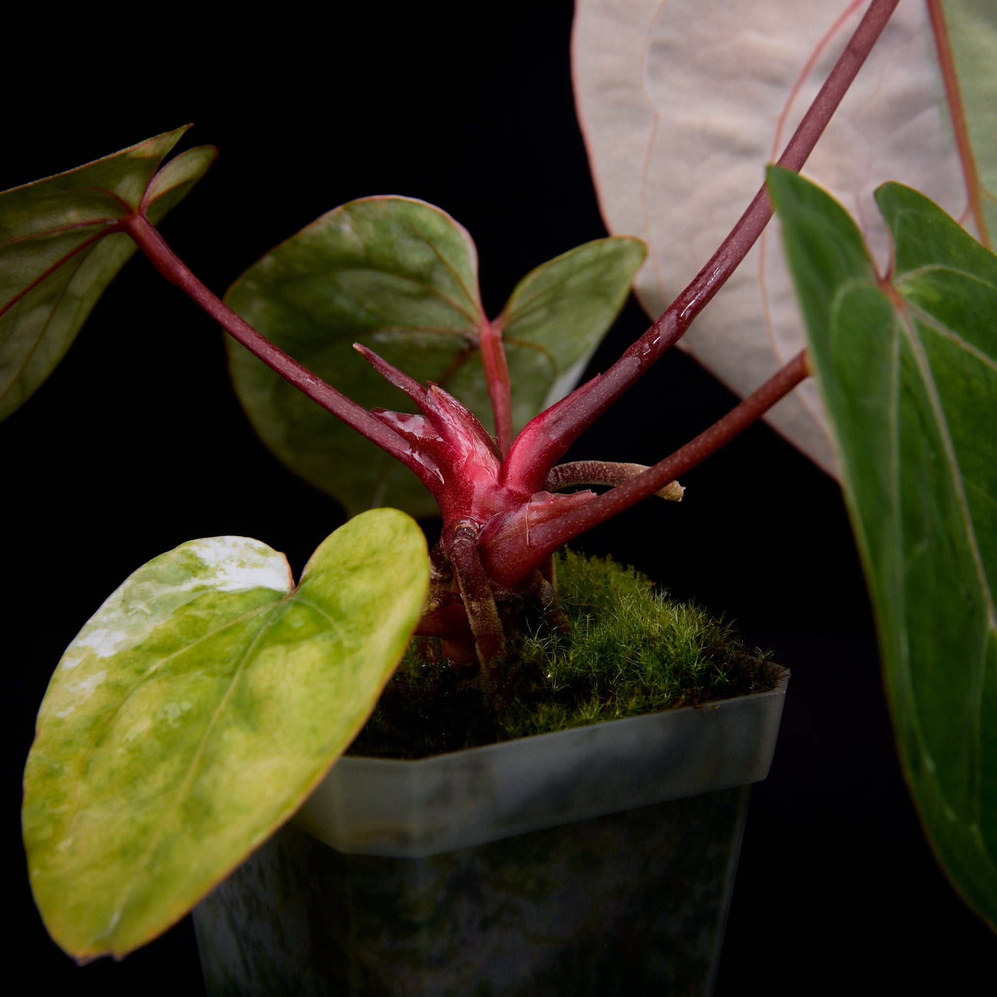 Anthurium (Kaiser x Sunset) x Phoenix seedlings