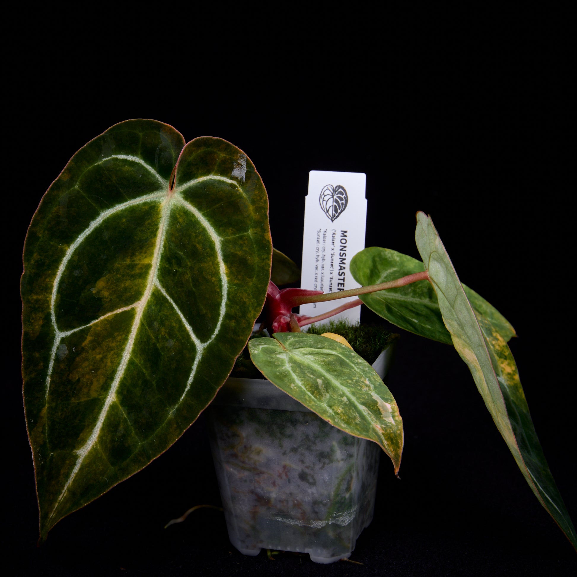 Anthurium (Kaiser x Sunset) x Sunset Seedlings