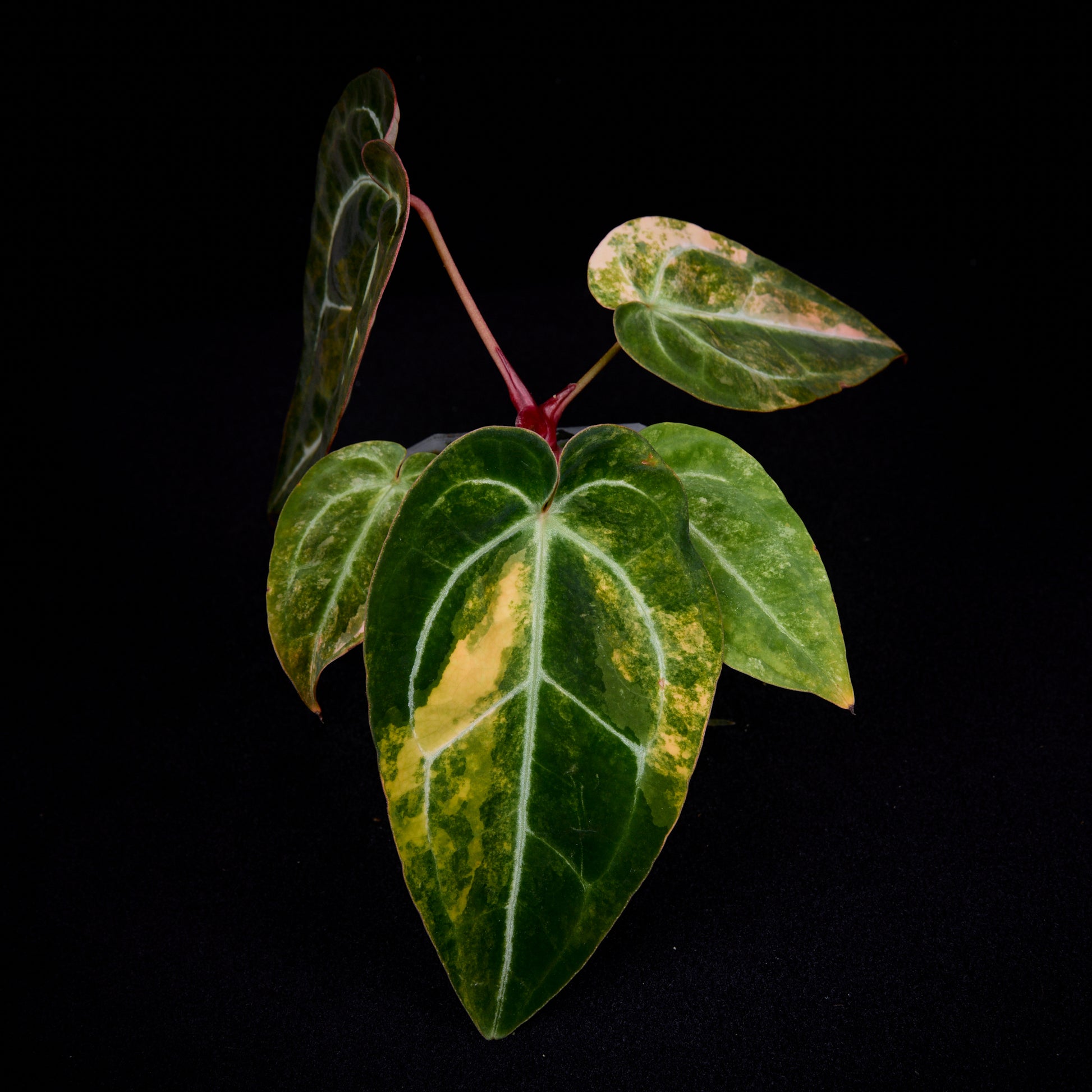 Anthurium (Kaiser x Sunset) x Sunset Seedlings