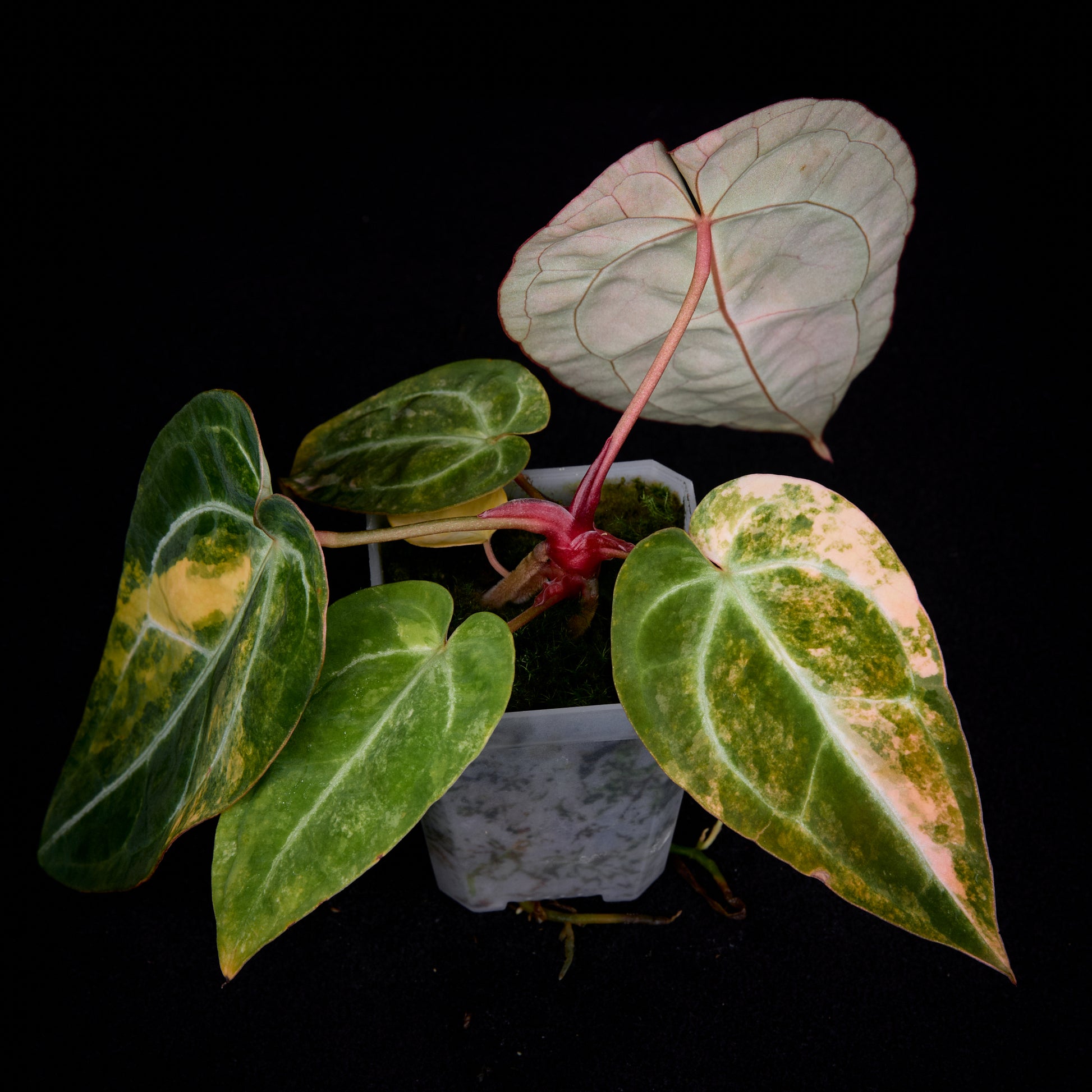 Anthurium (Kaiser x Sunset) x Sunset Seedlings