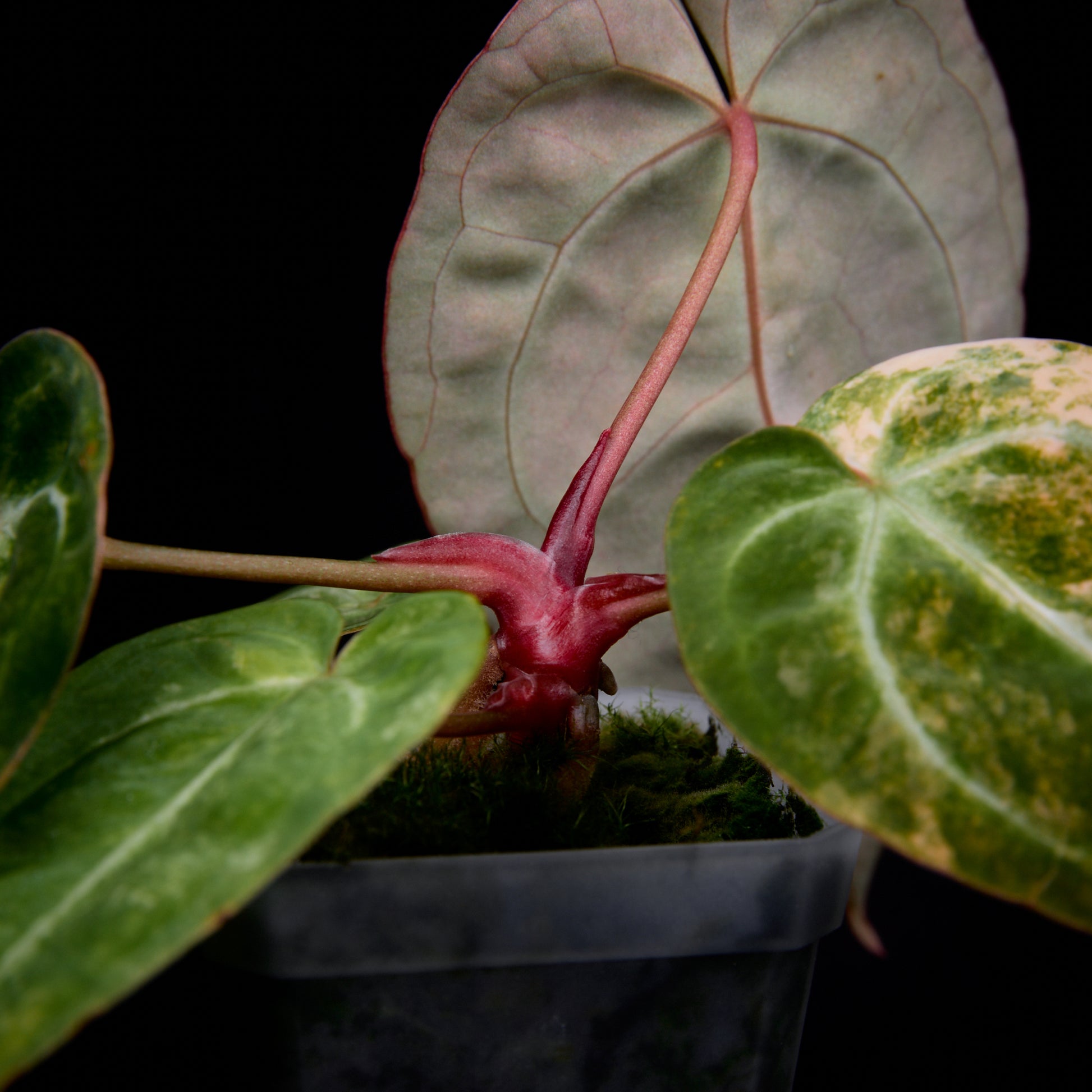Anthurium (Kaiser x Sunset) x Sunset Seedlings