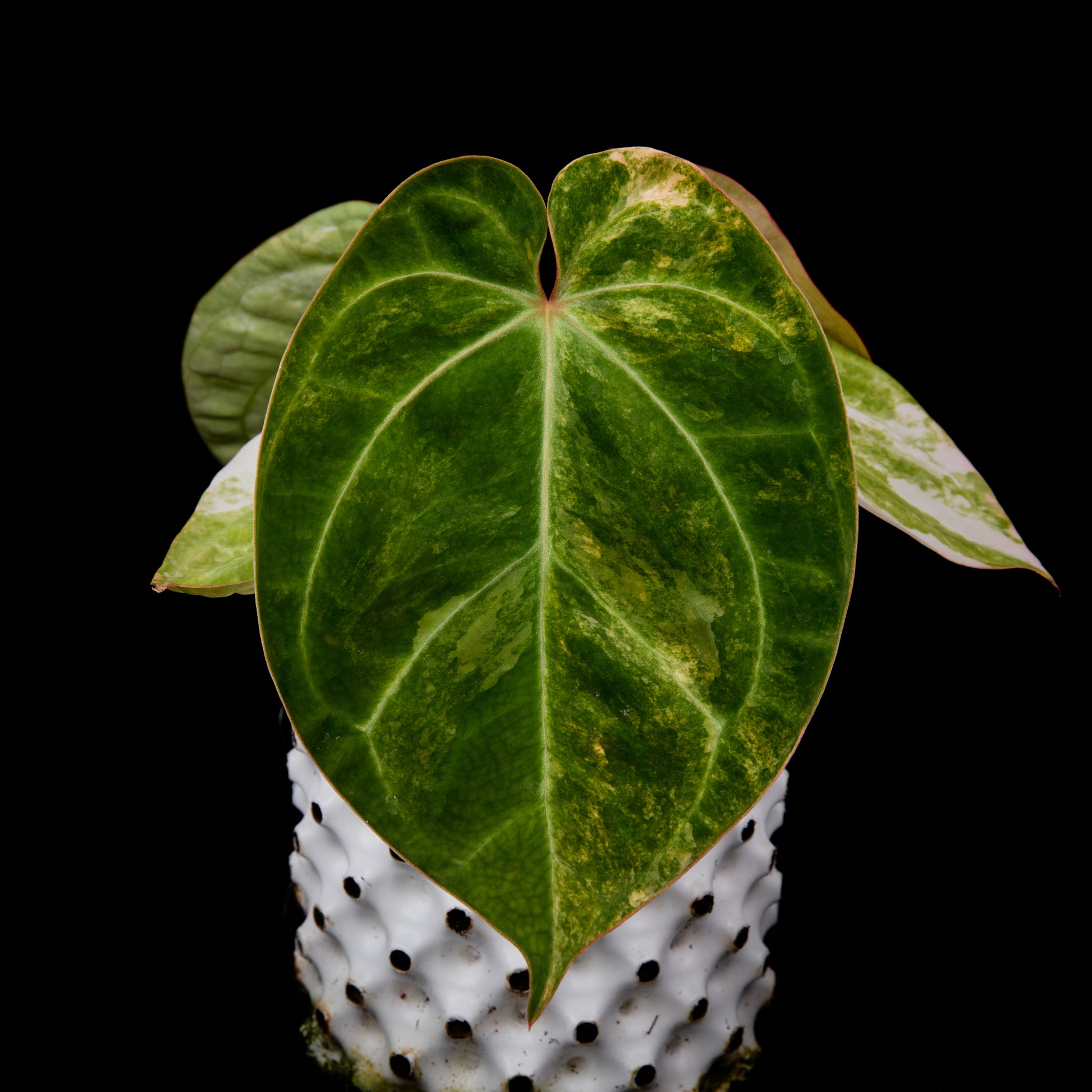 Anthurium (Kaiser x Sunset) x Phoenix