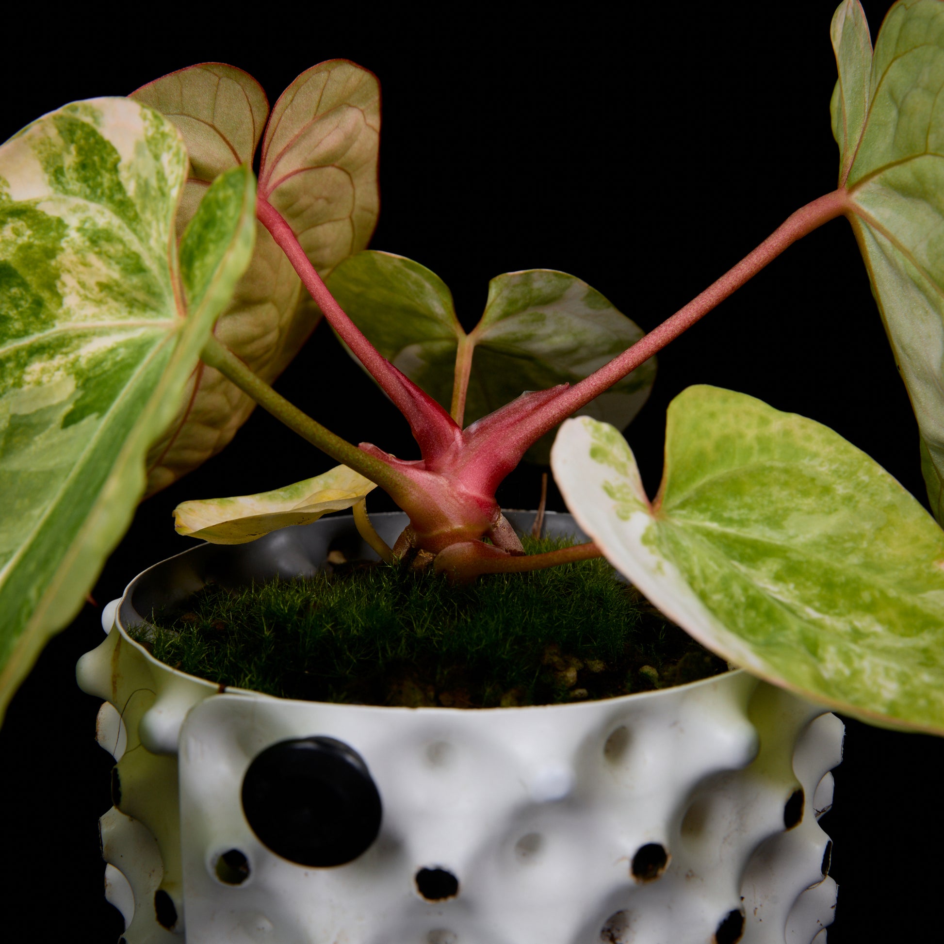Anthurium (Kaiser x Sunset) x Phoenix