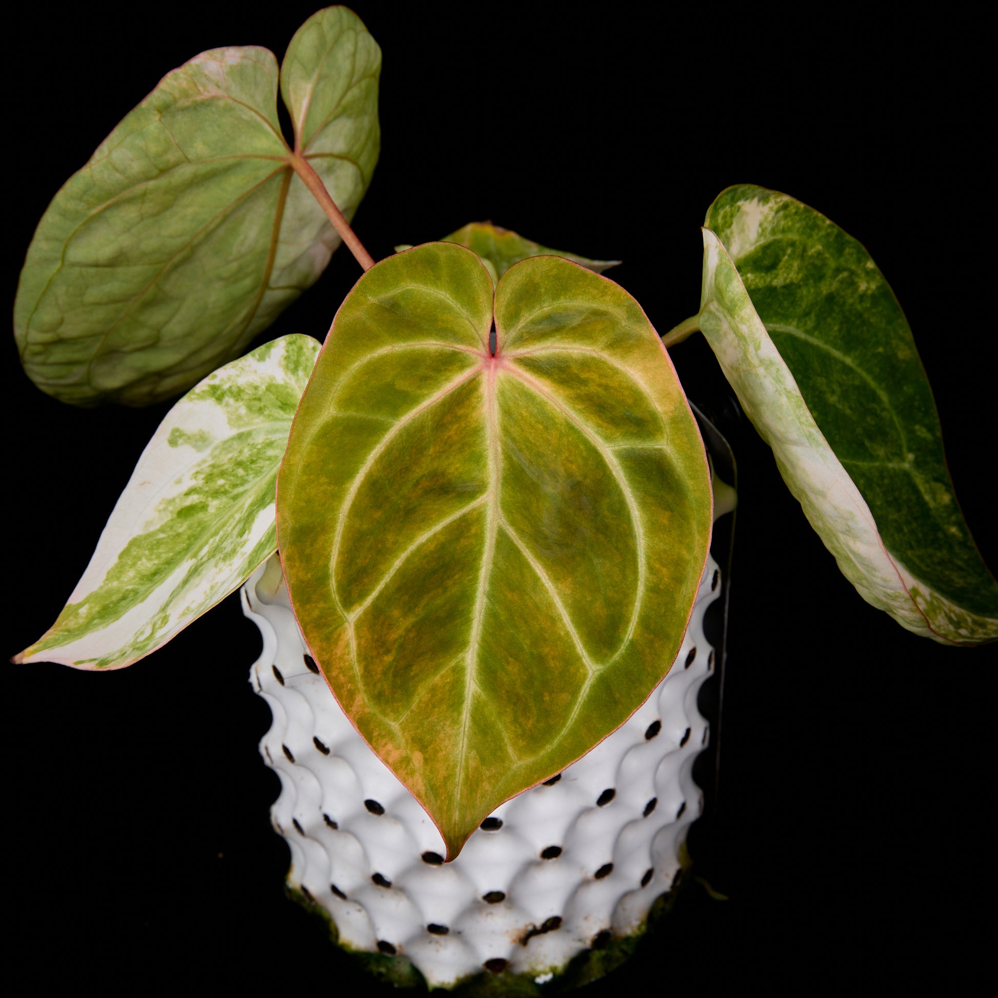 Anthurium (Kaiser x Sunset) x Phoenix