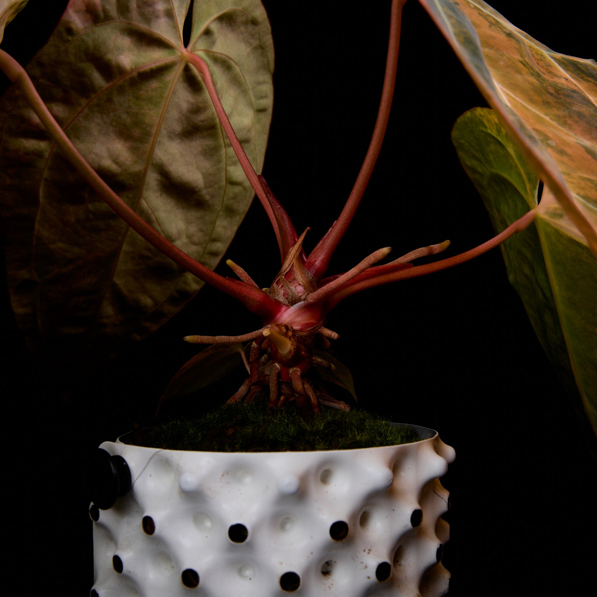 Anthurium (Kaiser x Sunset) x pap. var.