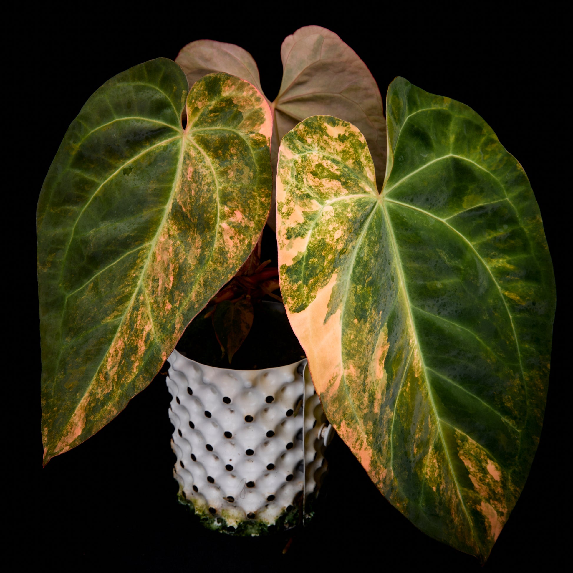 Anthurium (Kaiser x Sunset) x pap. var.
