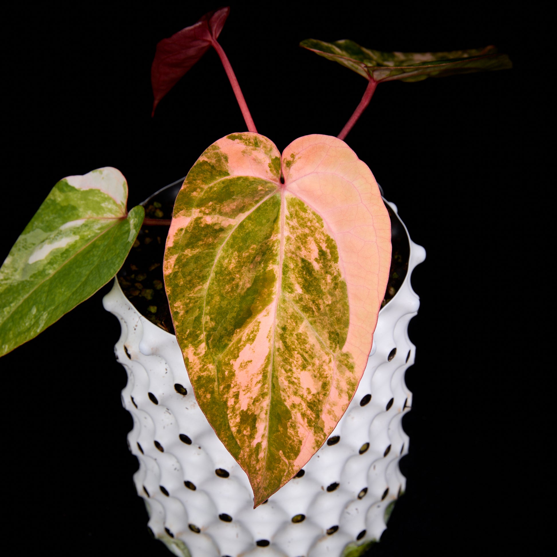Anthurium (Kaiser x Sunset) x Phoenix
